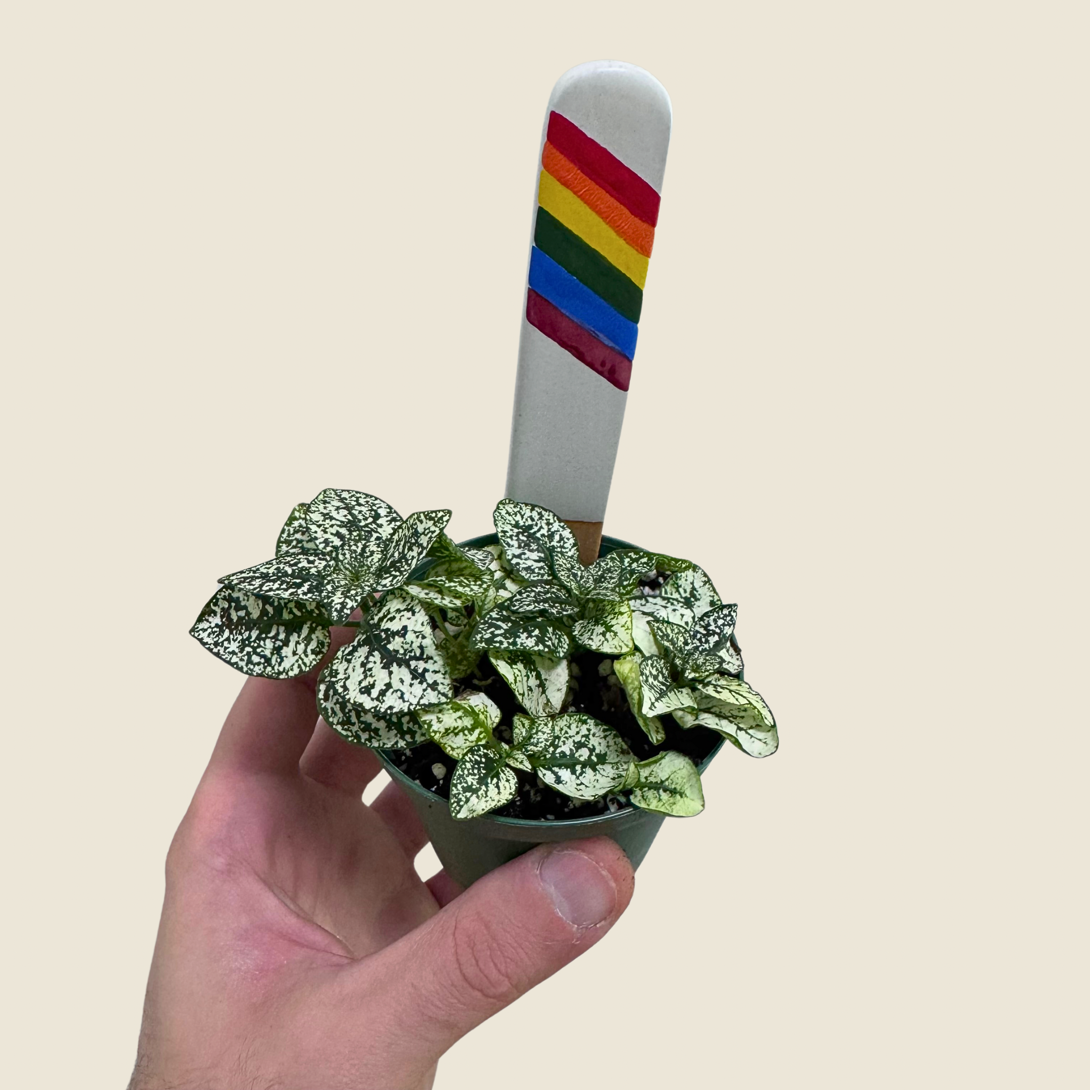 Hypoestes Polka Dot