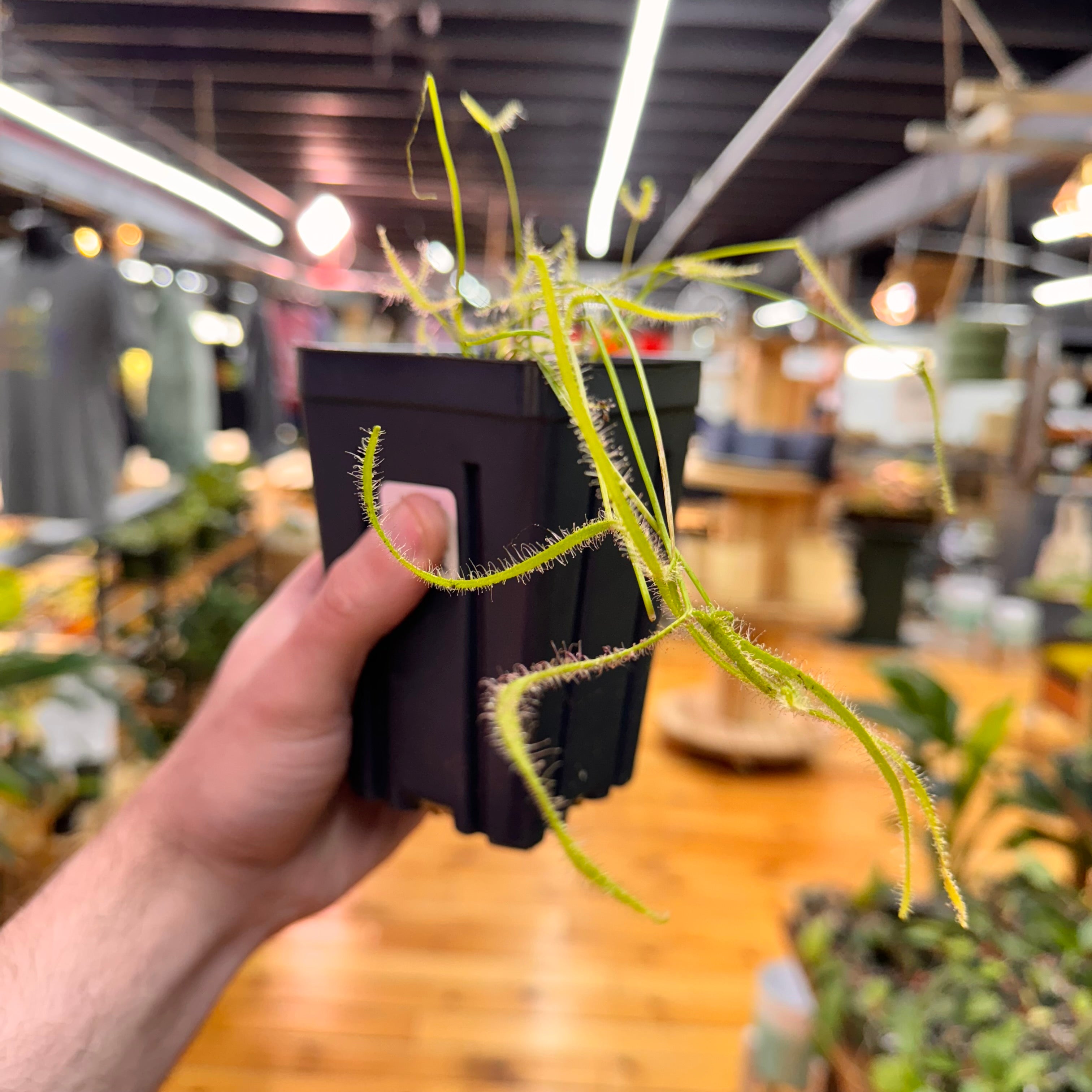 Drosera Sundew &