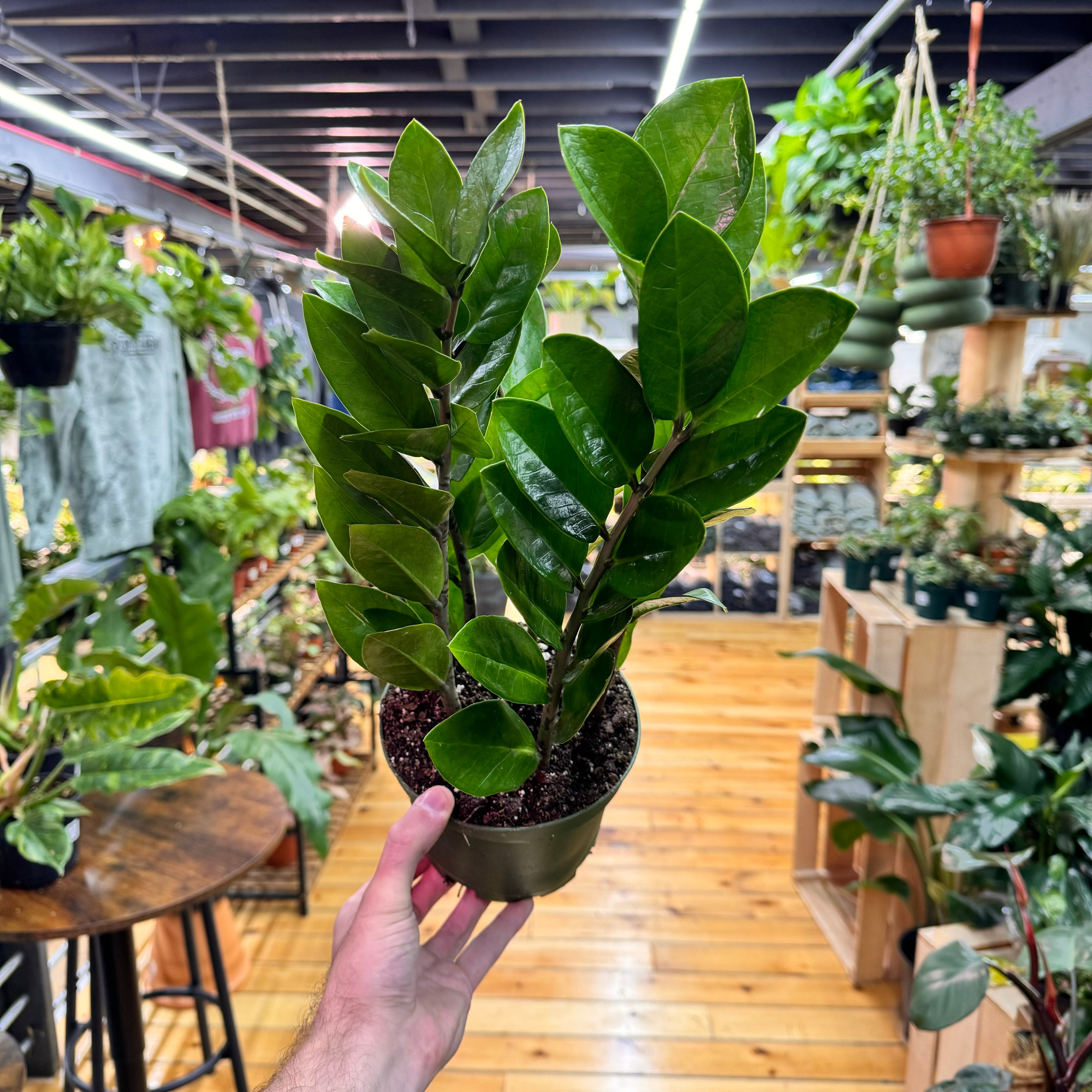 Zamioculas Zamiifolia &