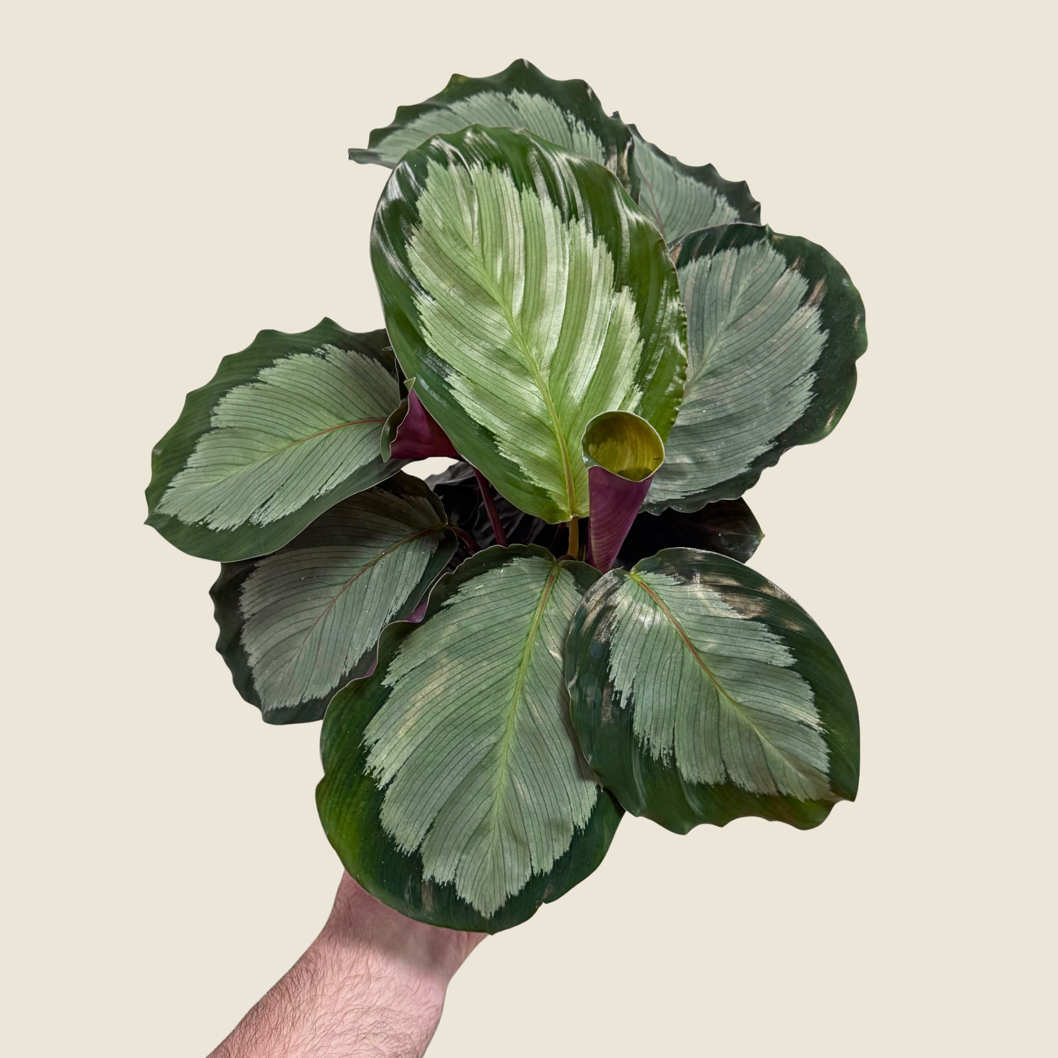 Calathea Northern Lights