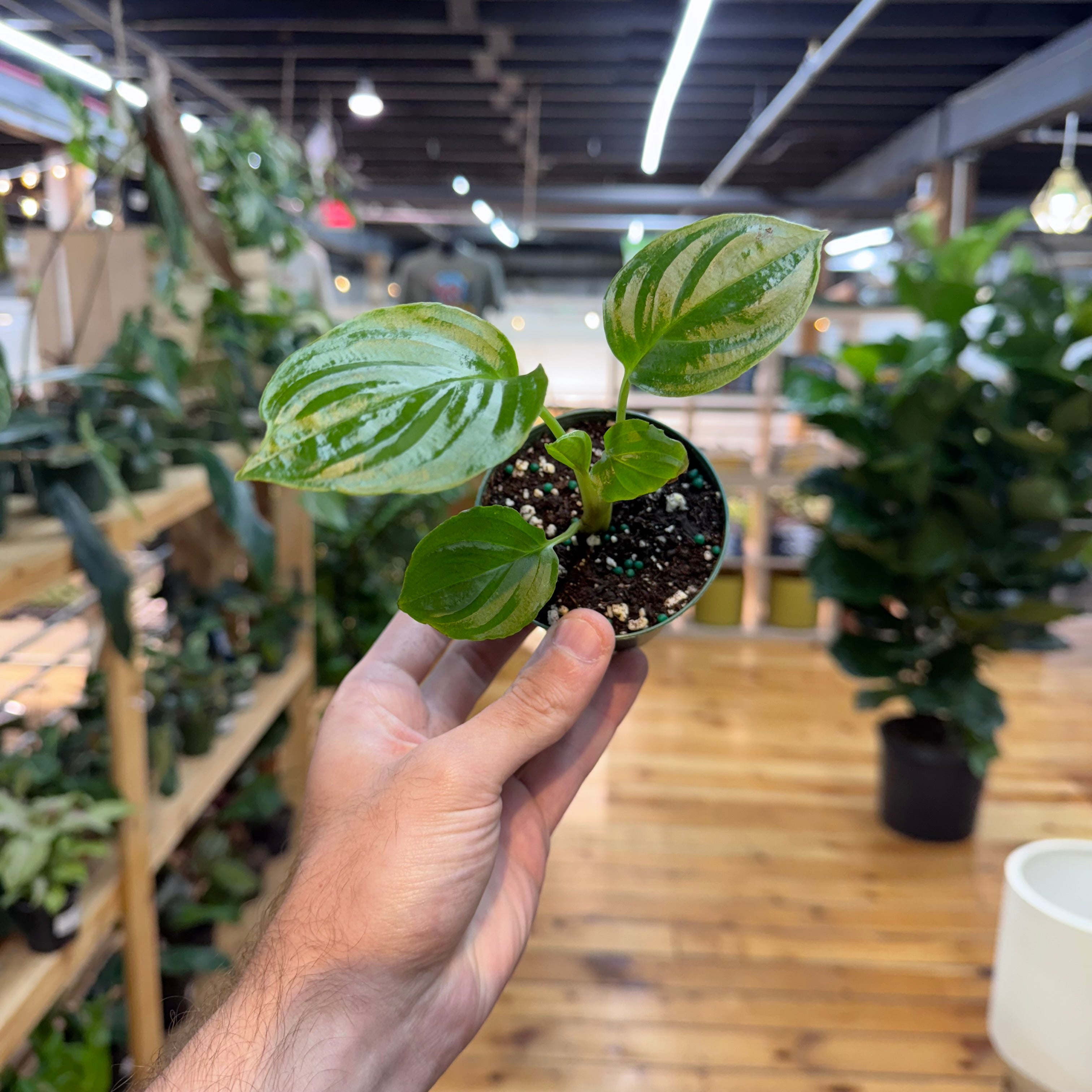 Hand holding a small potted plant in a store setting with plants and shelves in the background