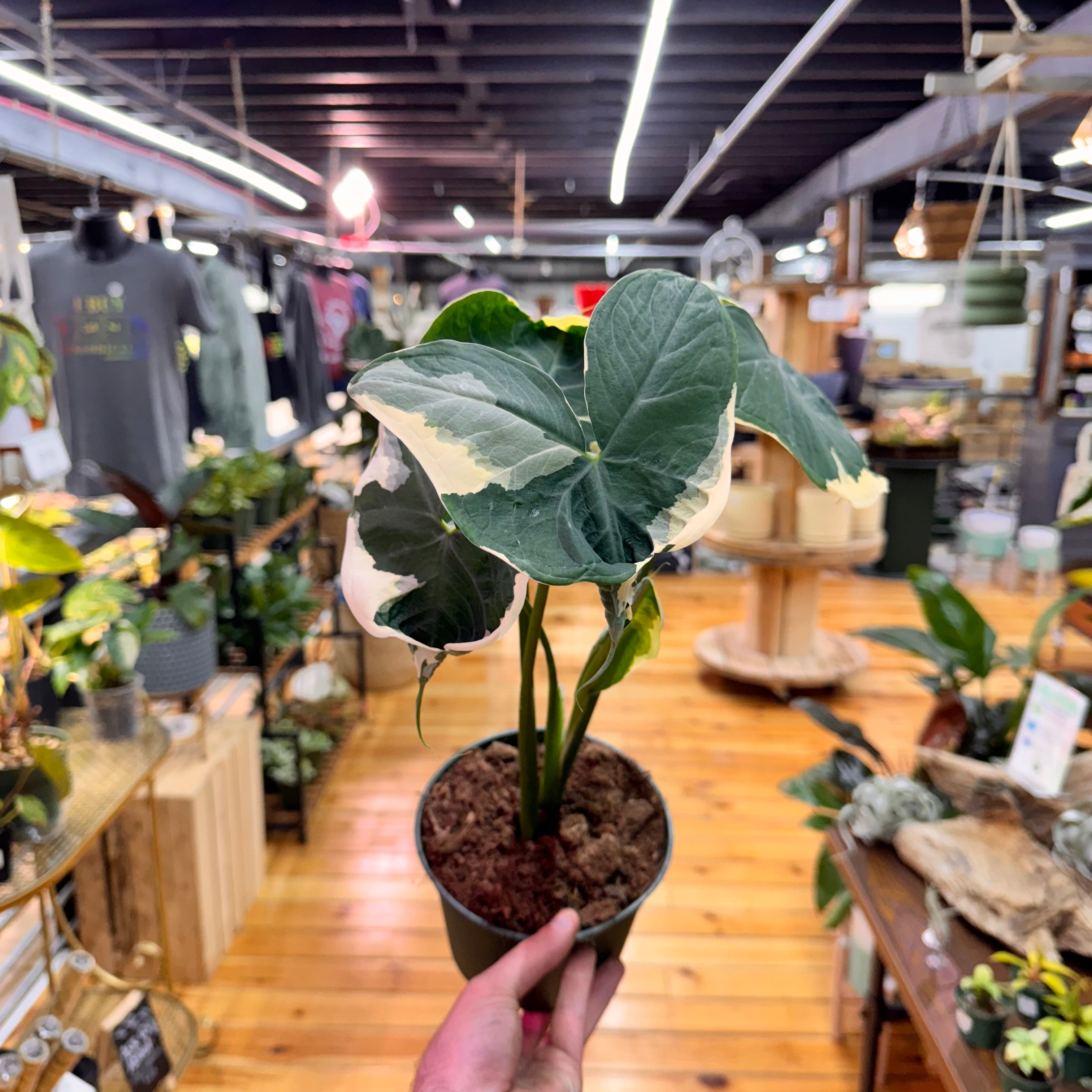 Alocasia Mickey Mouse
