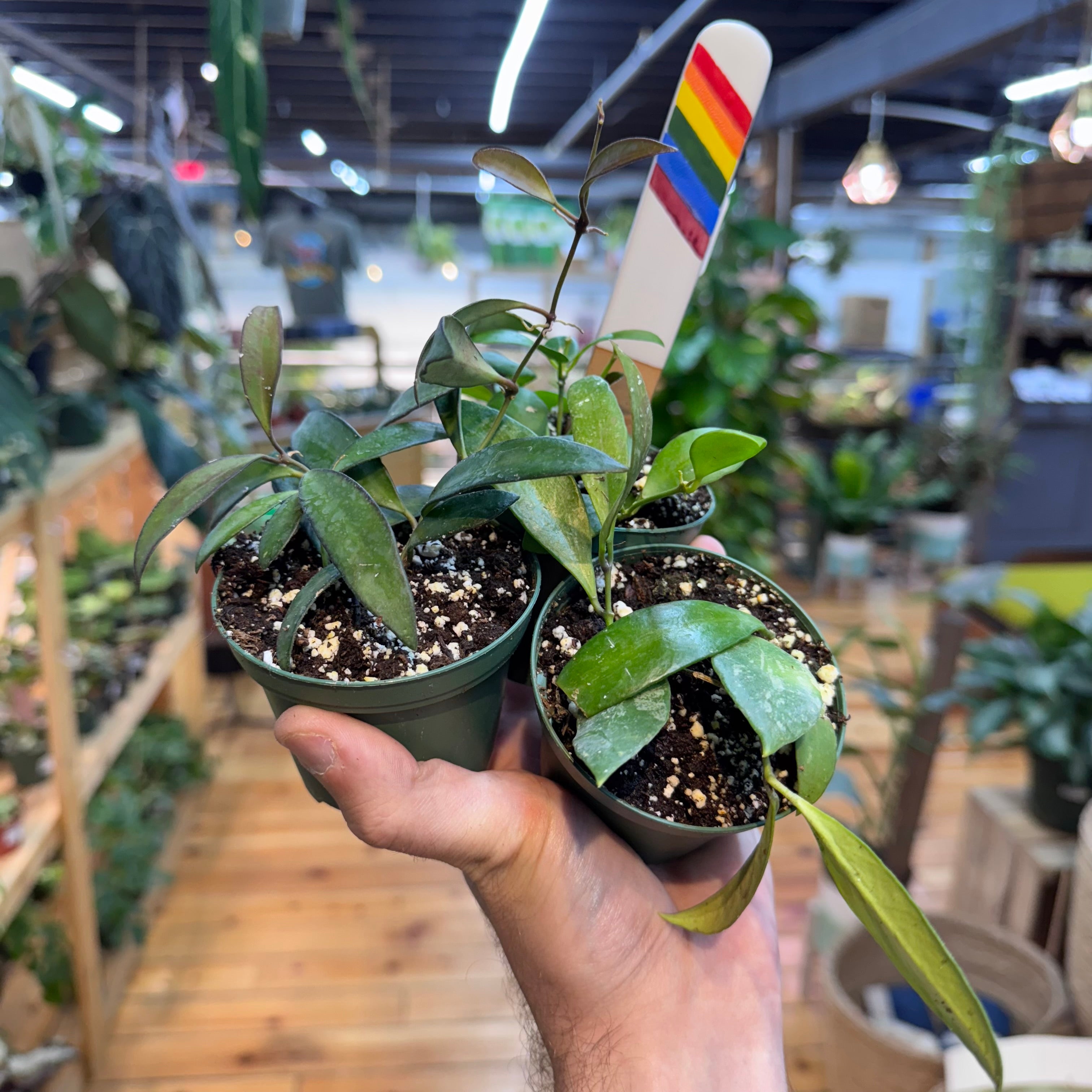 Hoya NOID Assorted