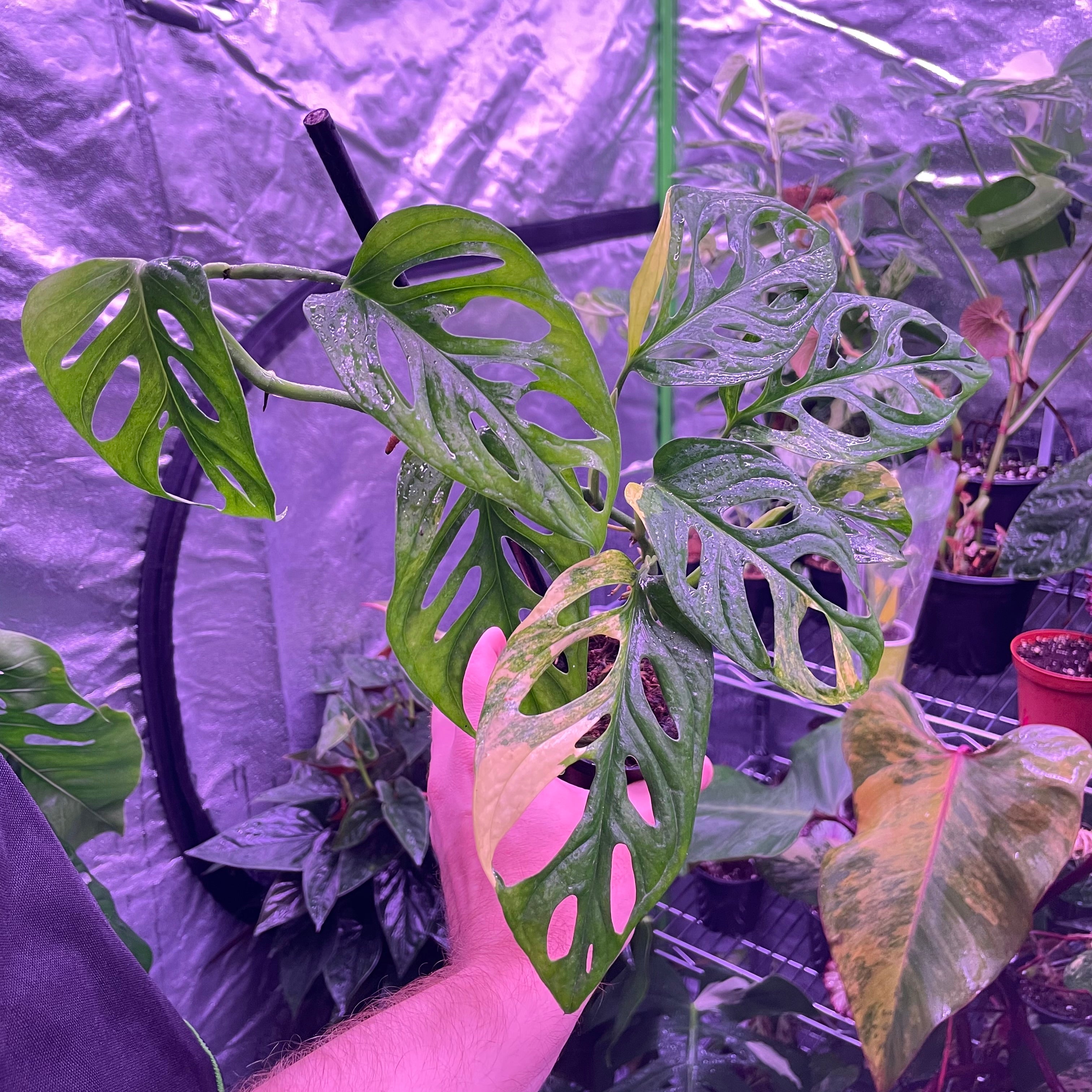 Monstera Adansonii Aurea