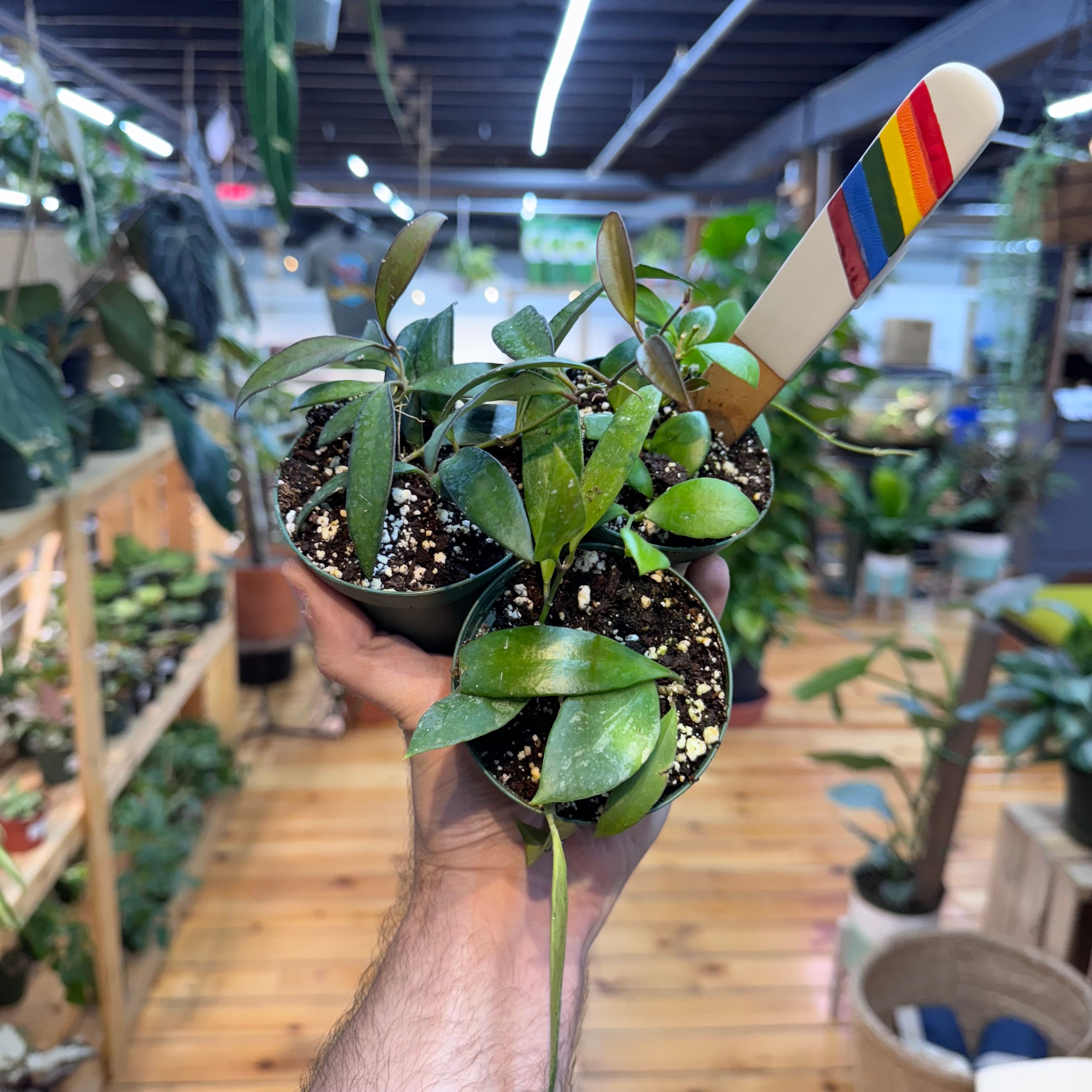 Hoya NOID Assorted