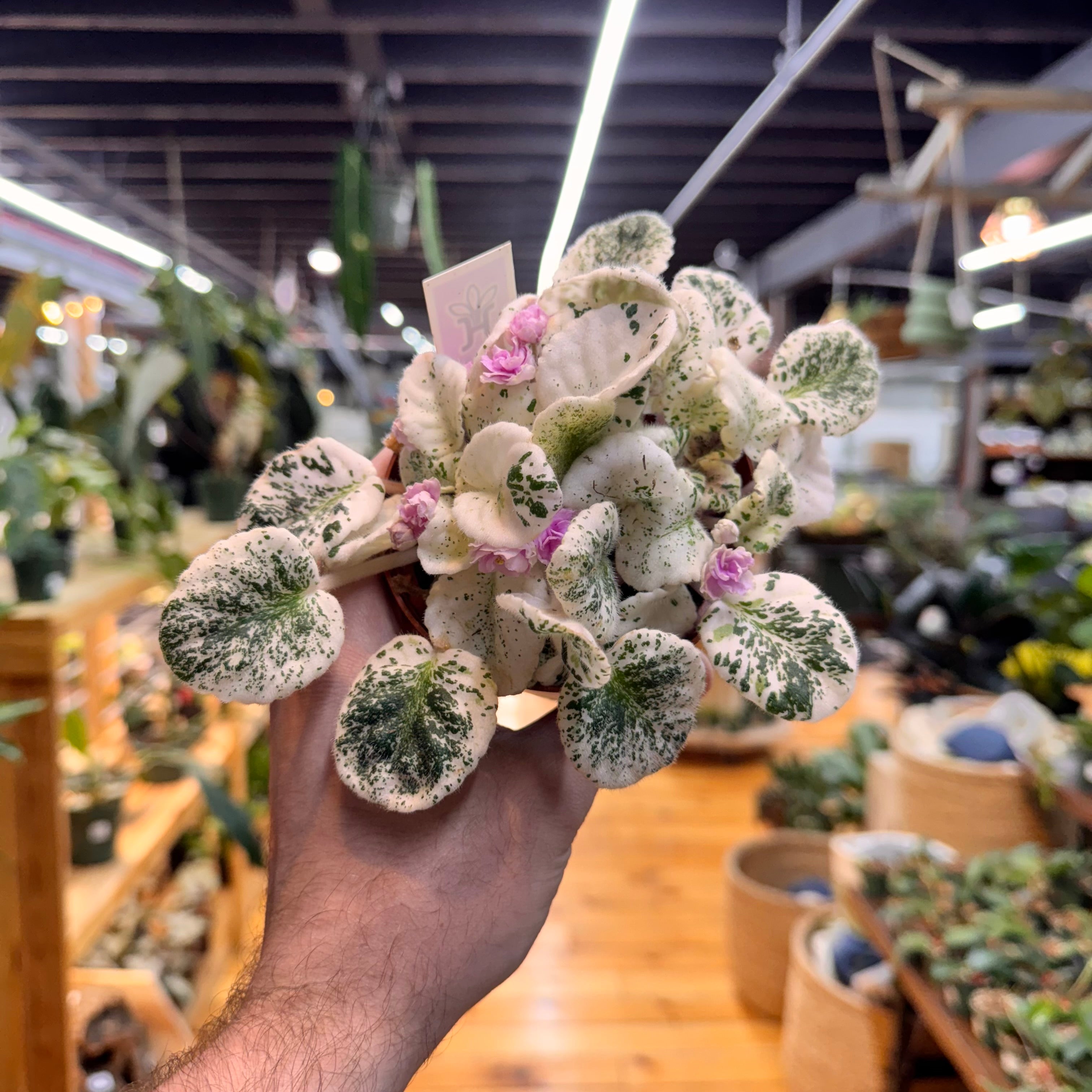 African Violet Assorted