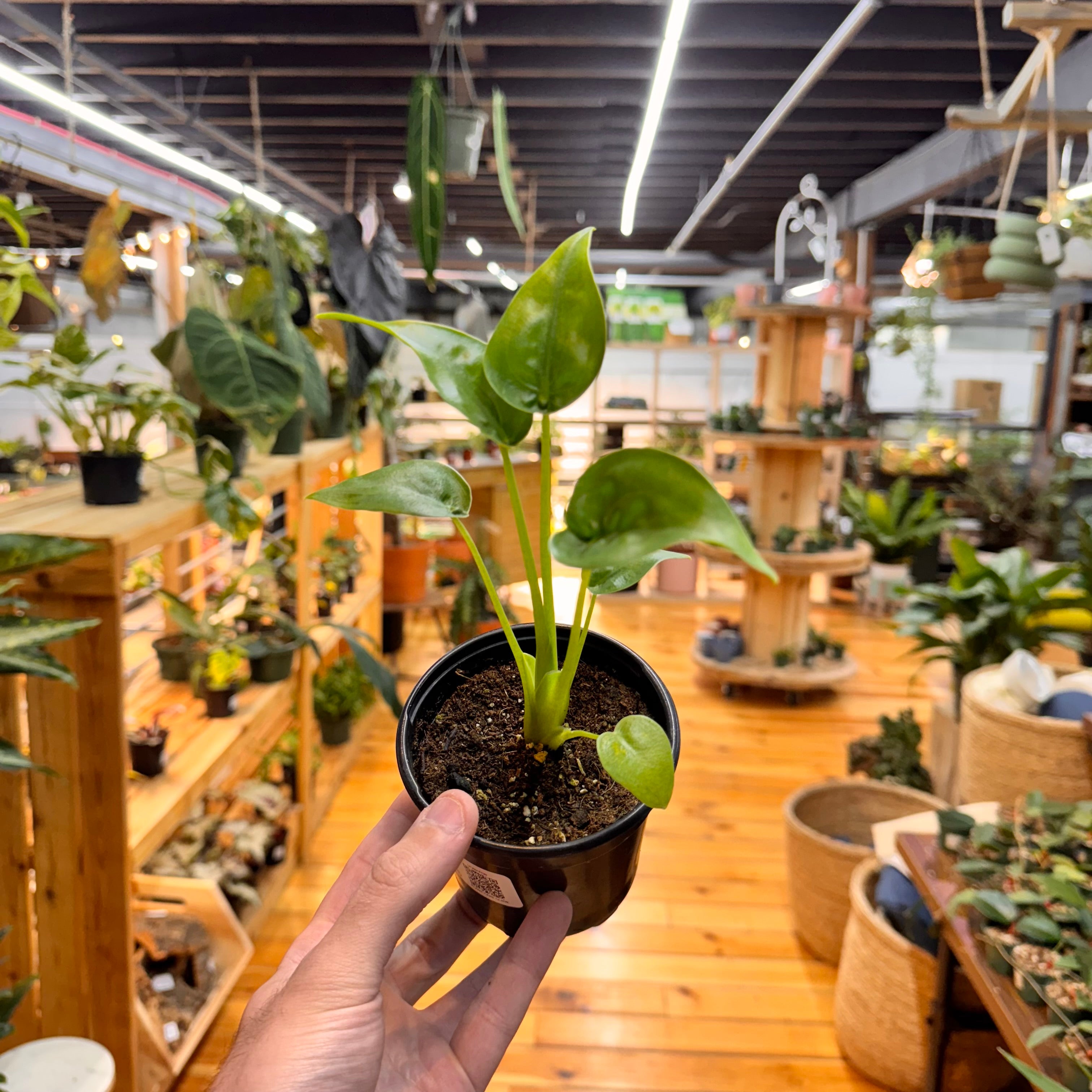 Alocasia Tiny Dancer