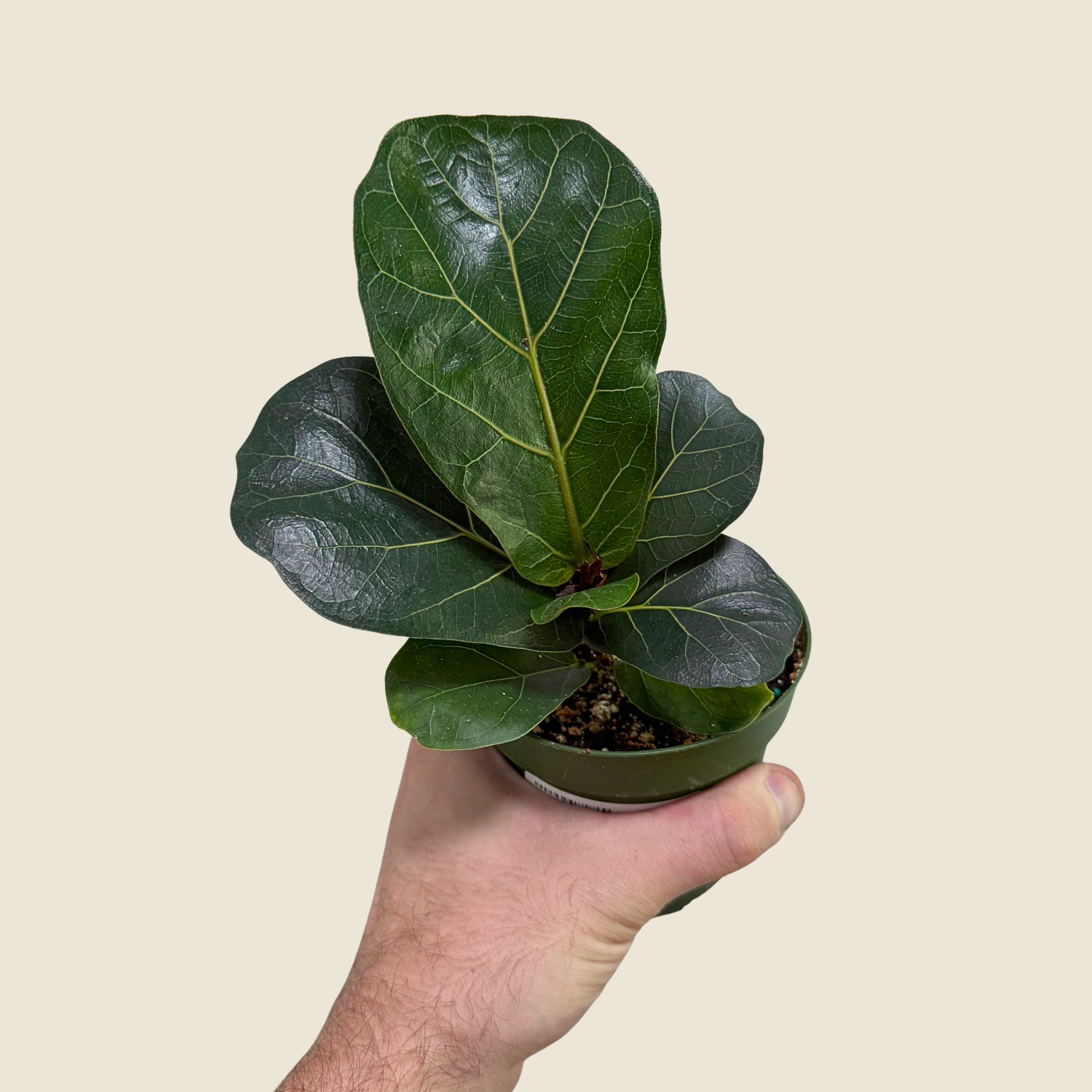 Ficus Bambino