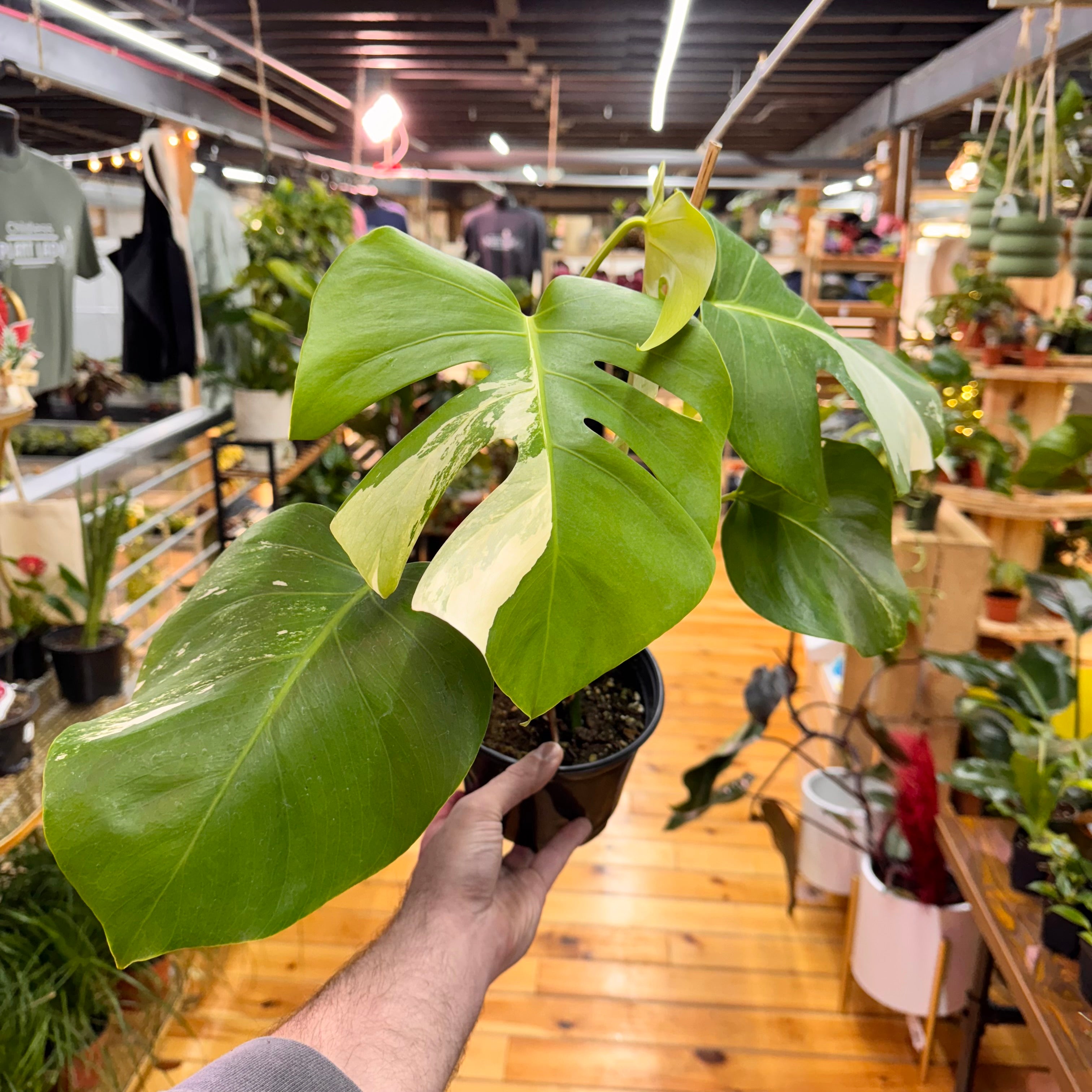 Monstera Albo