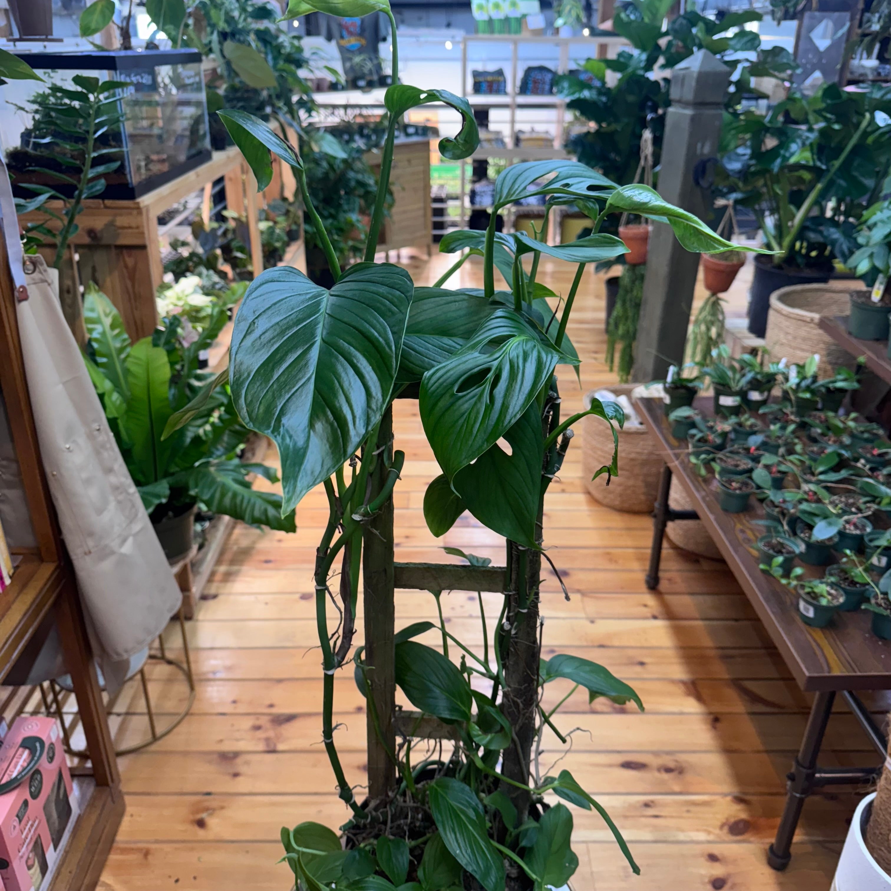 Monstera Lechleriana