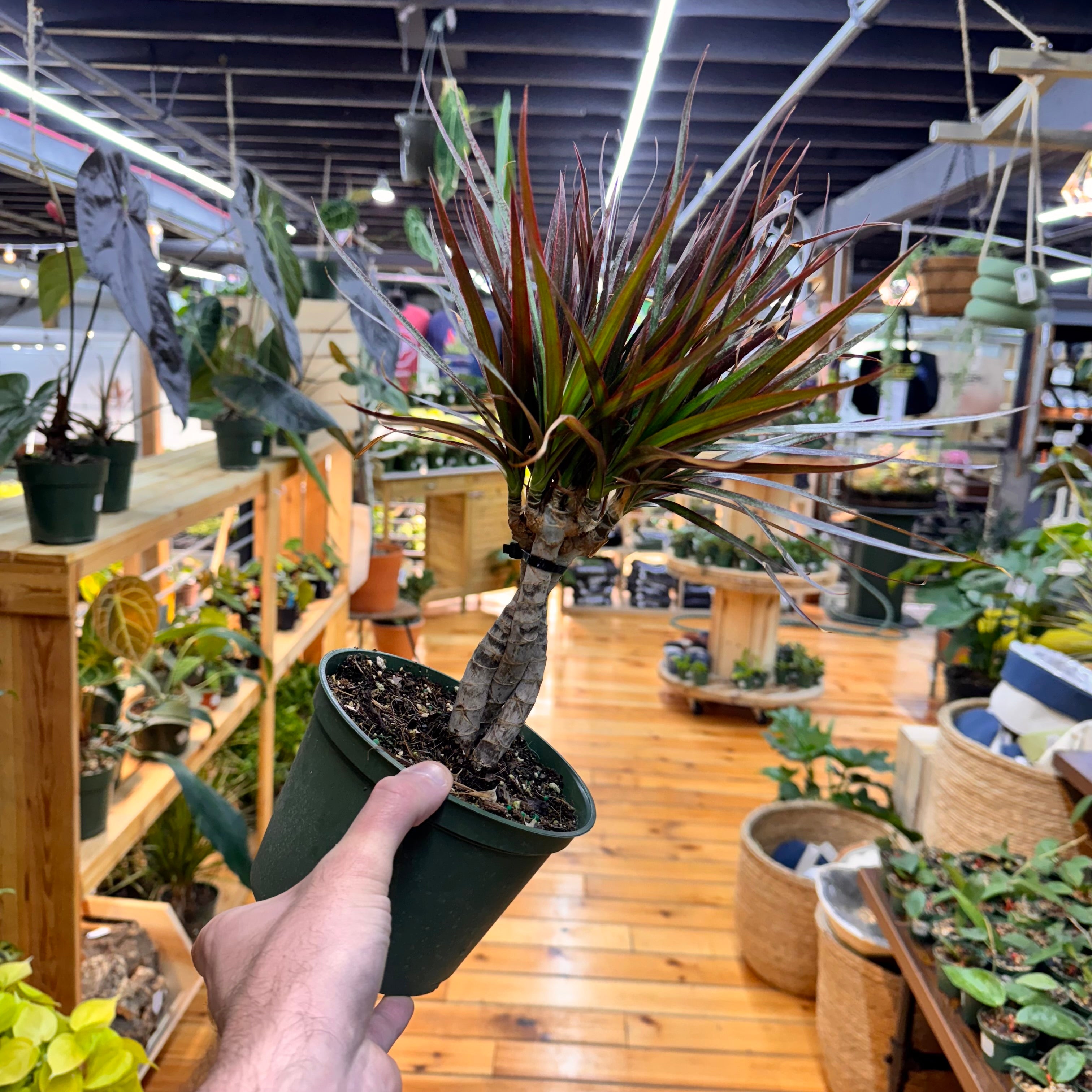 Dracaena Marginata &