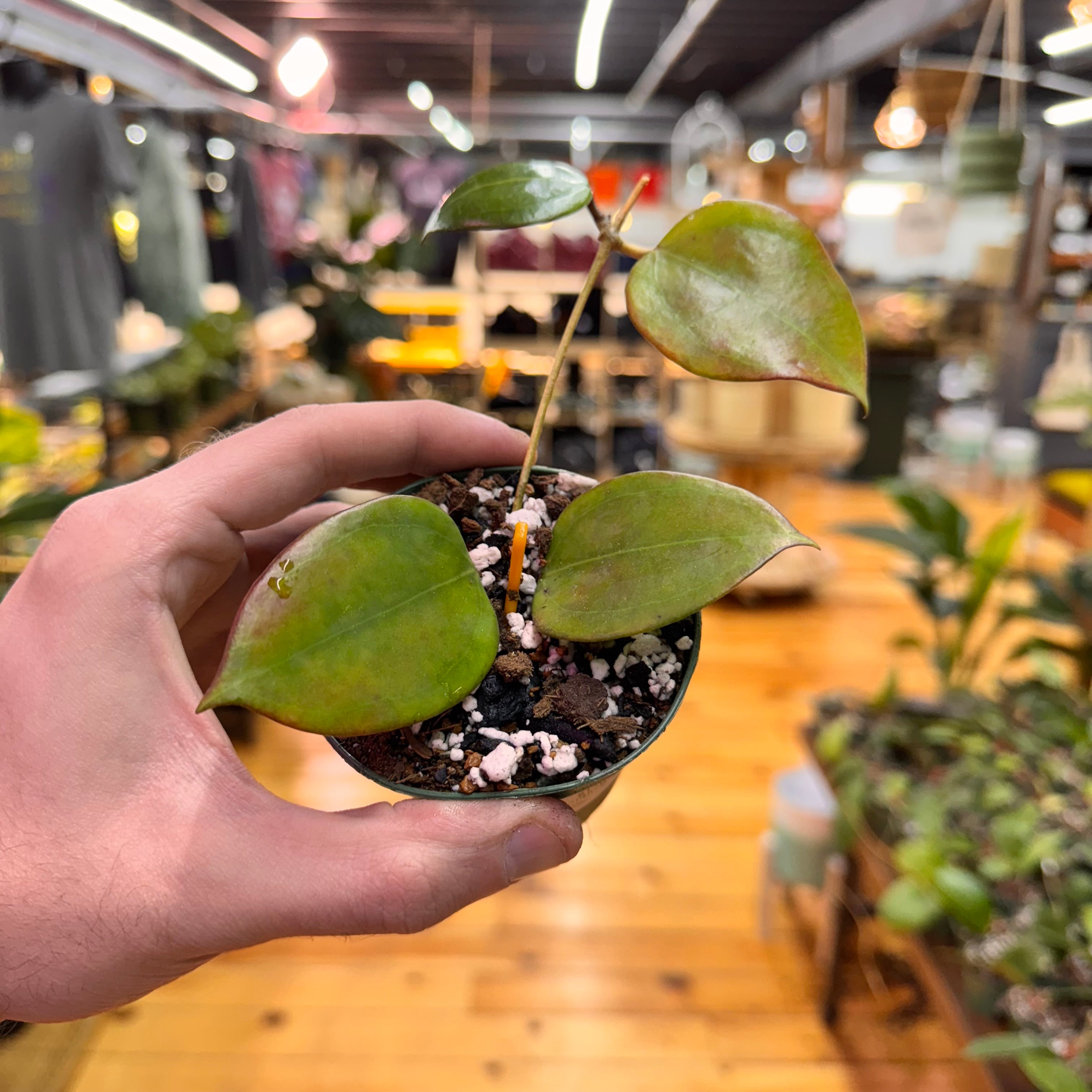 Hoya Dolichosparte