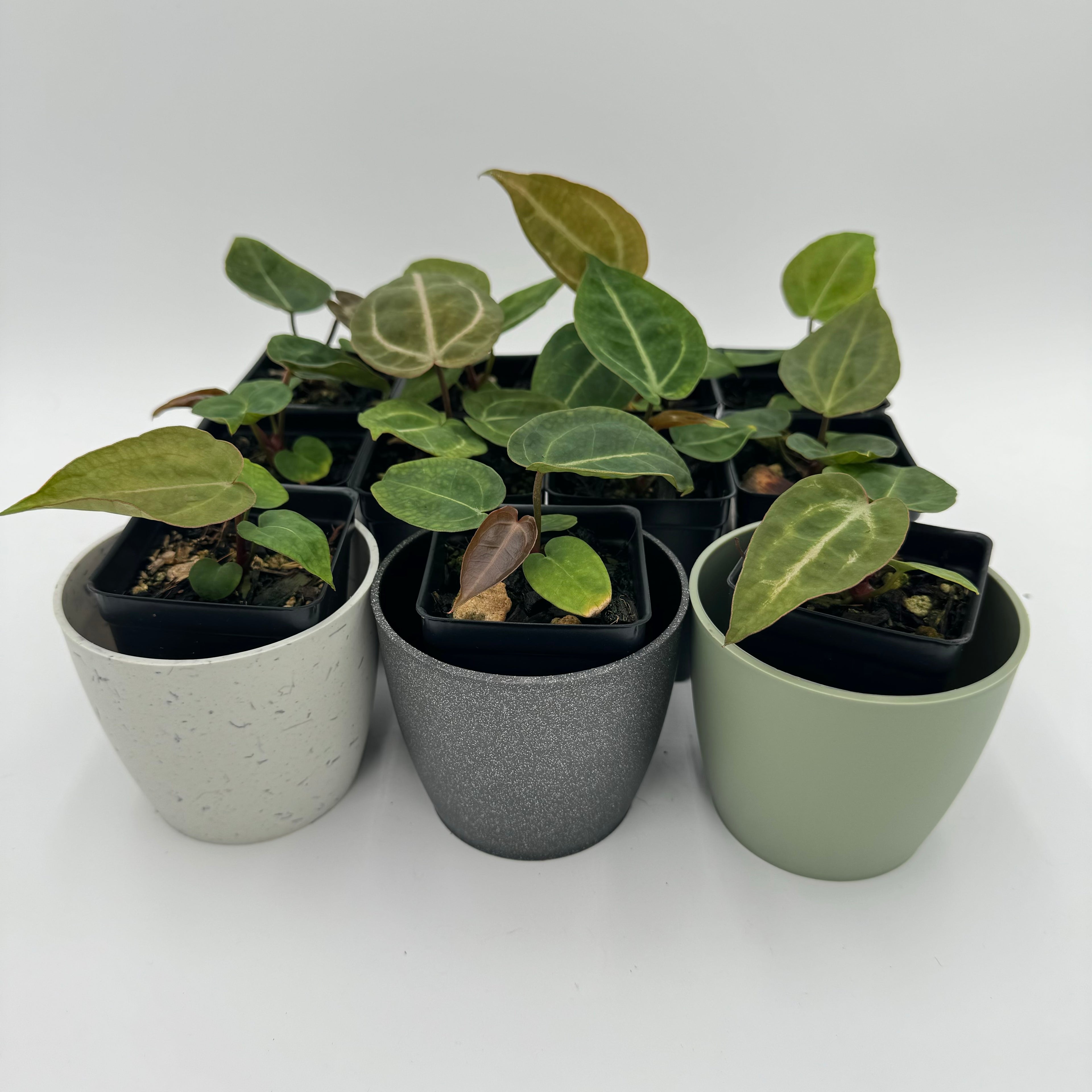 Anthurium Nurse Batch