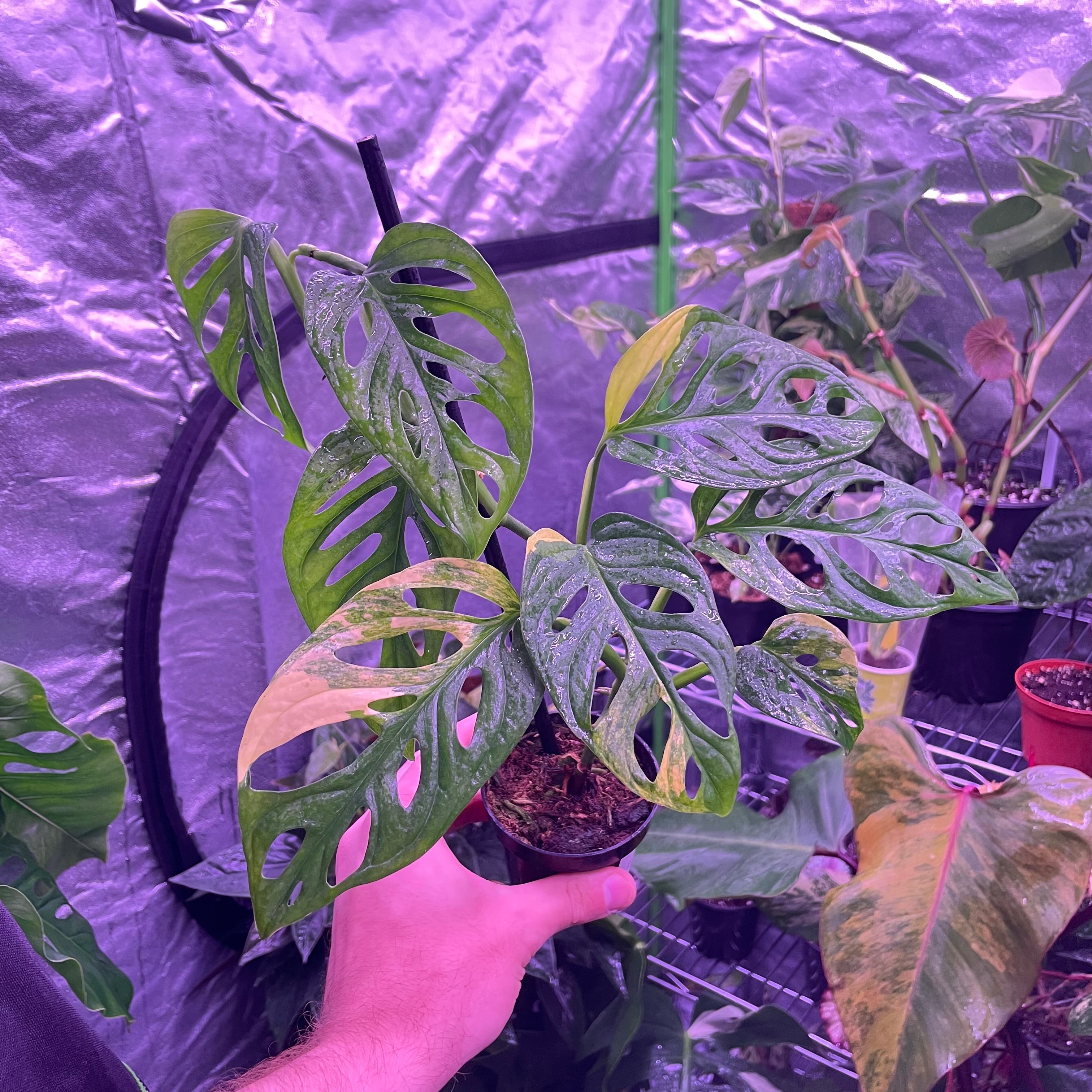 Monstera Adansonii Aurea