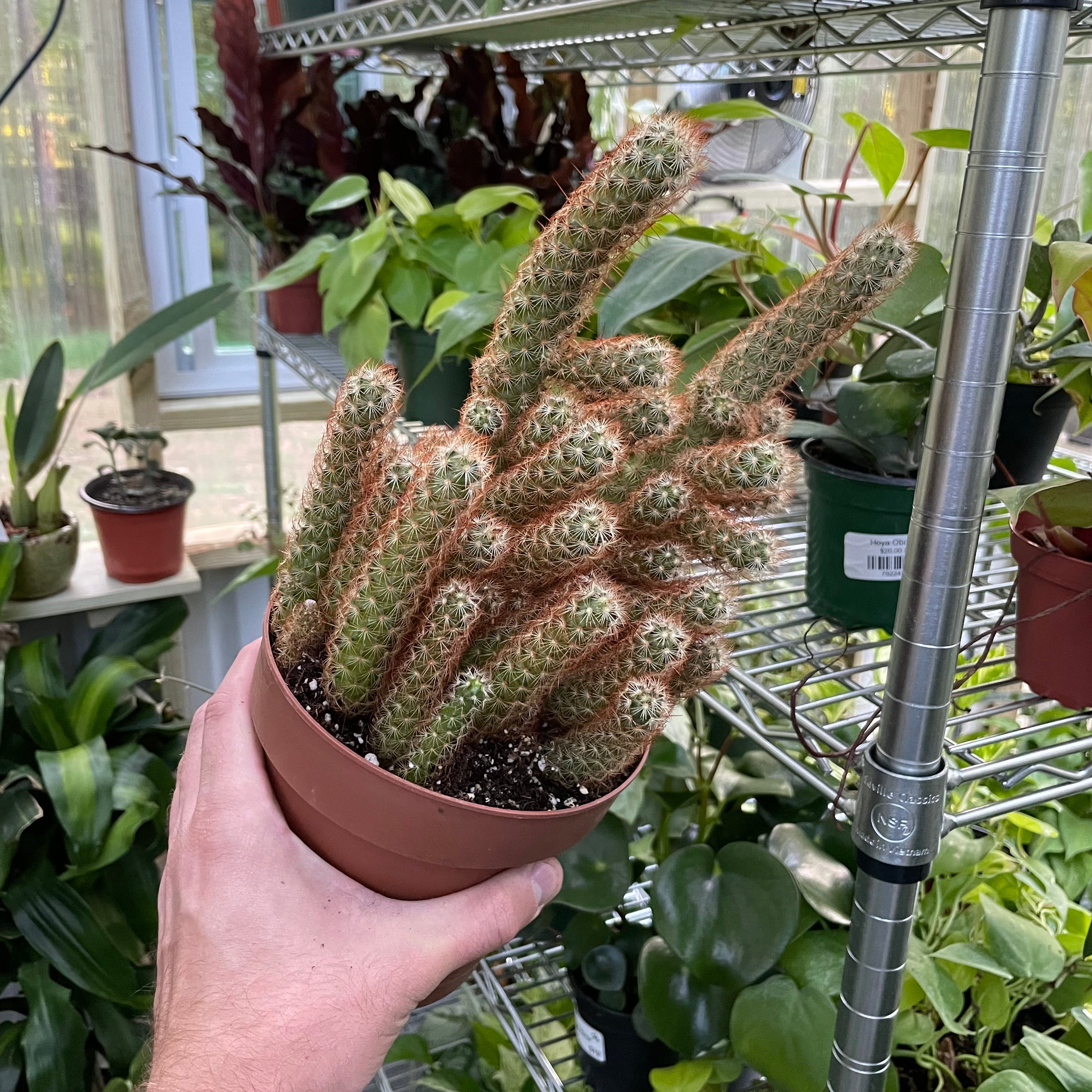 Mammillaria Elongata