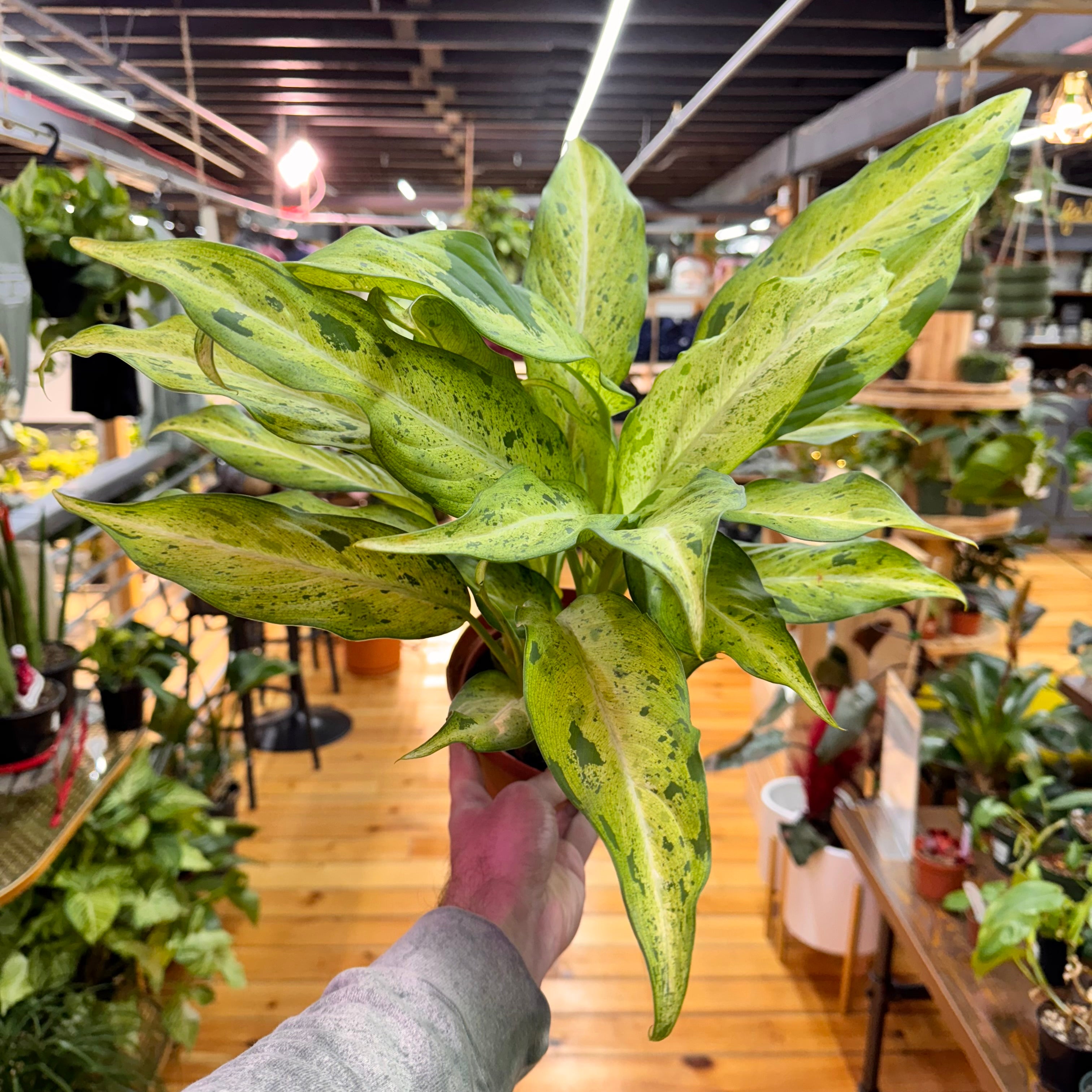Dieffenbachia Camouflage