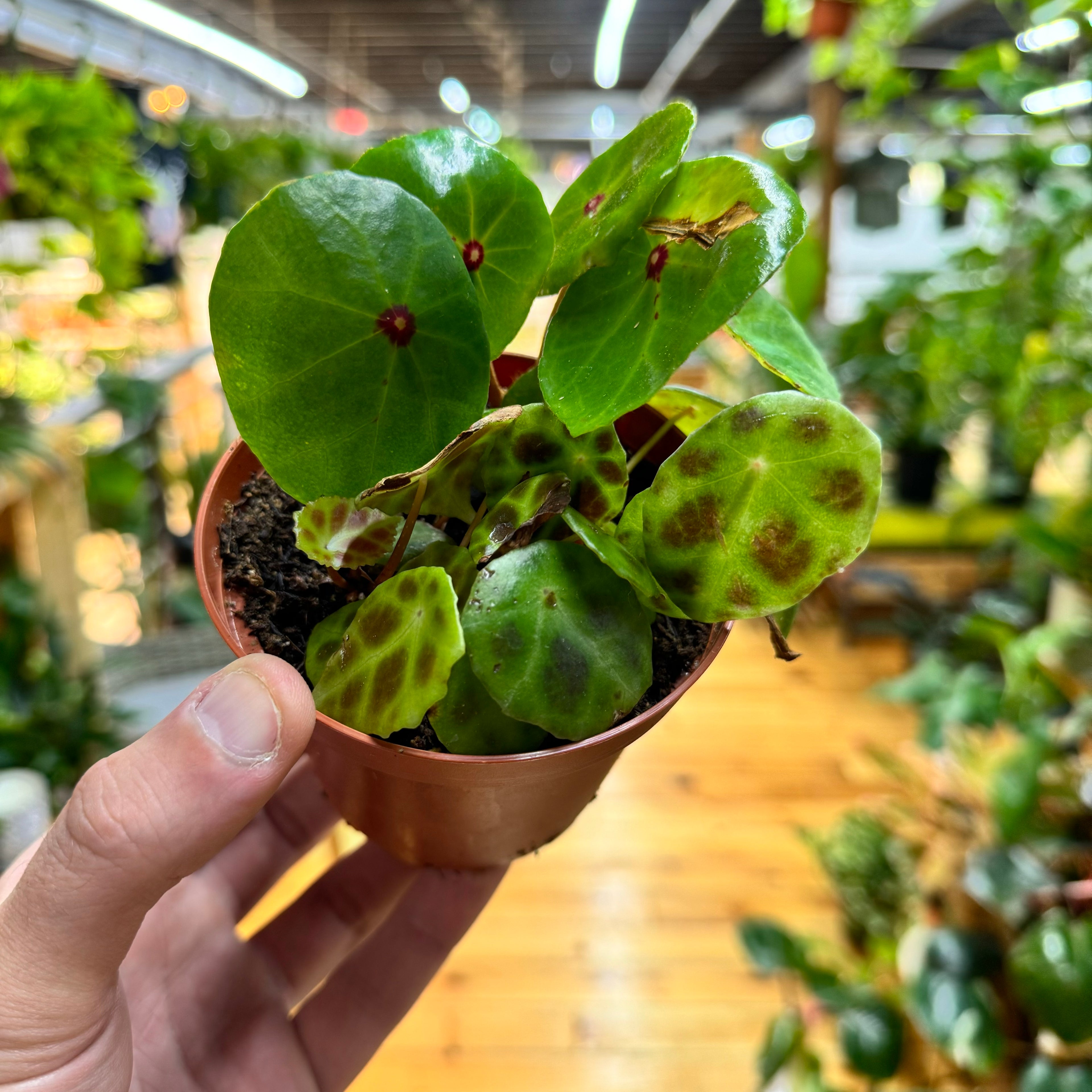 Begonia Conchifolia & Kingiana