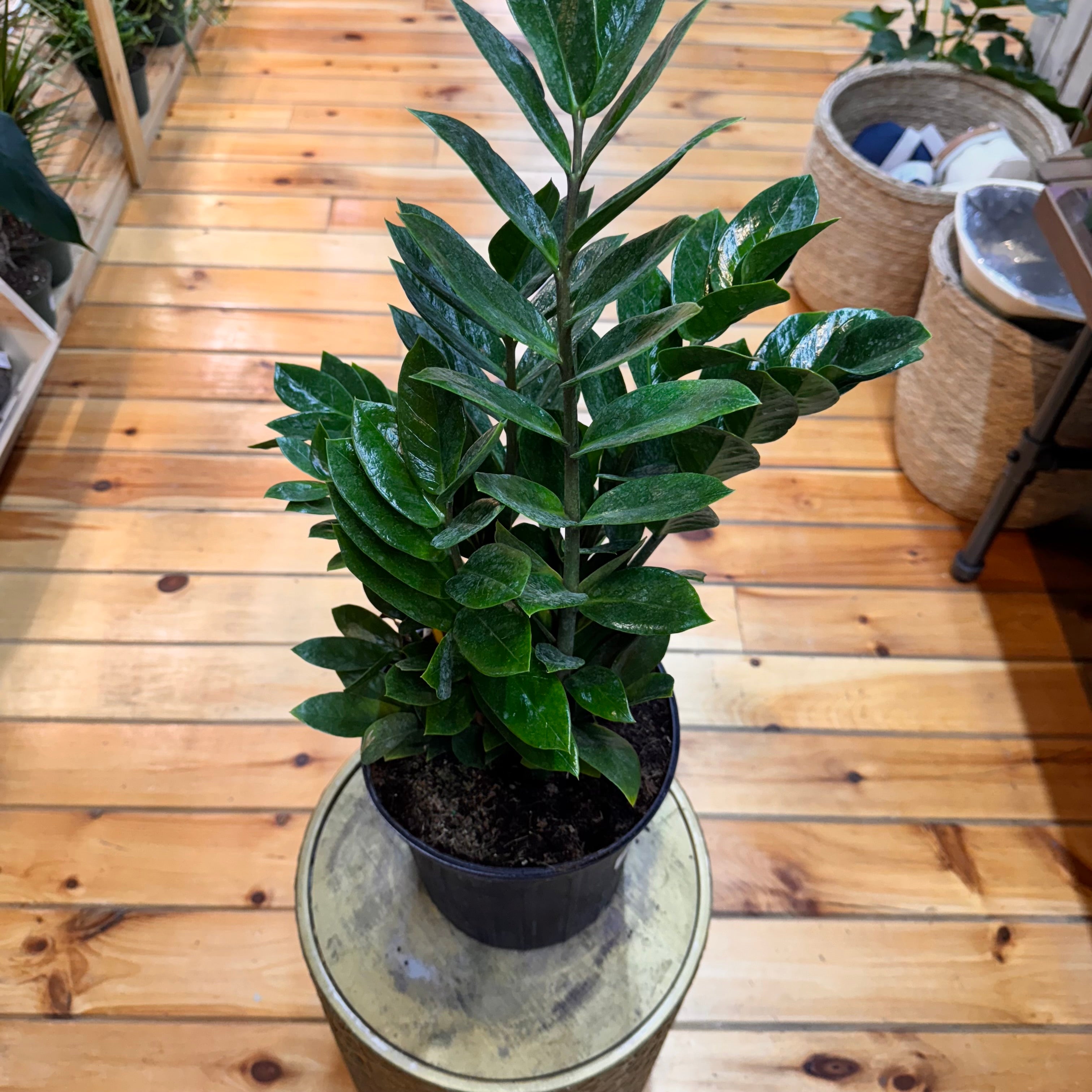 Zamioculas Zamiifolia &