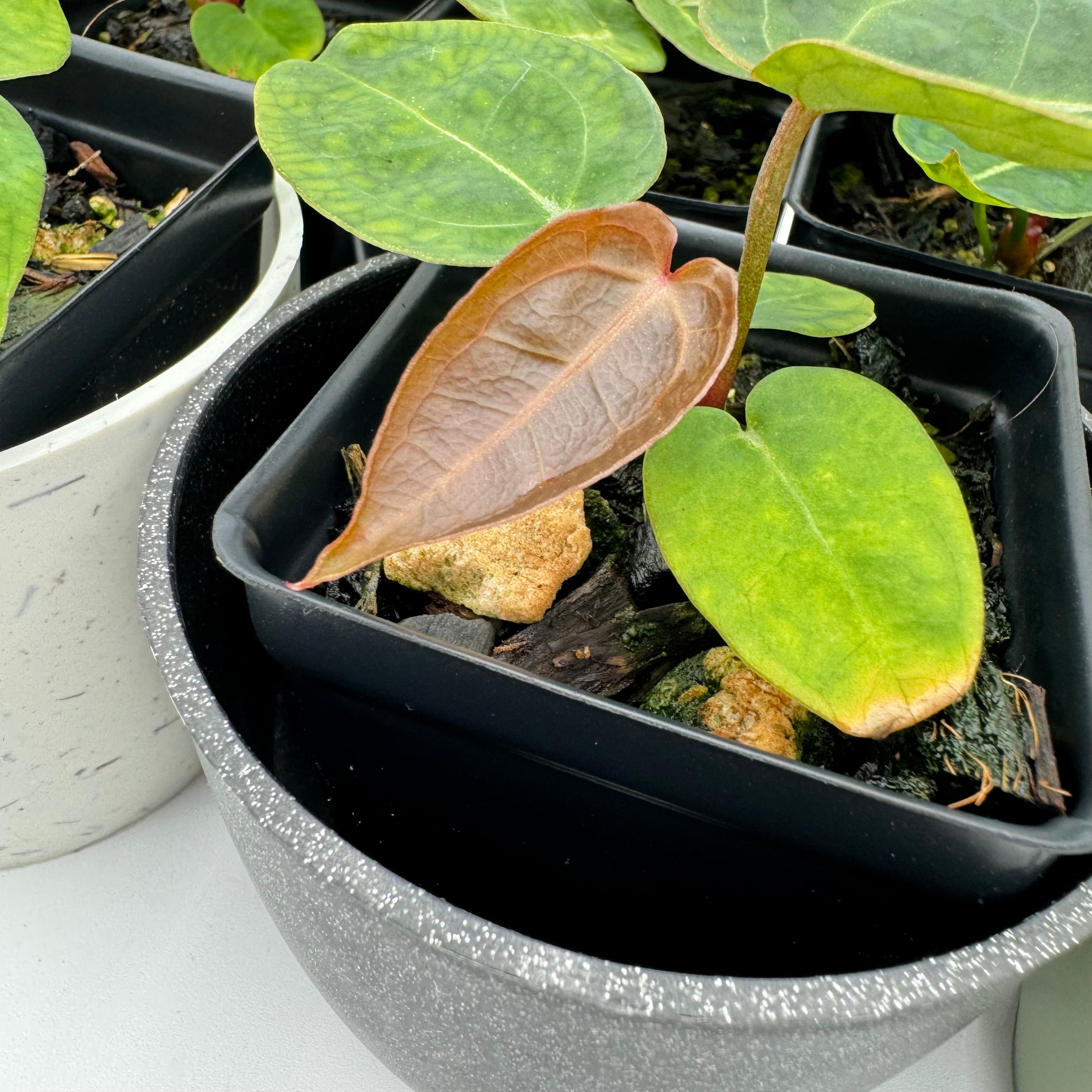 Anthurium Nurse Batch