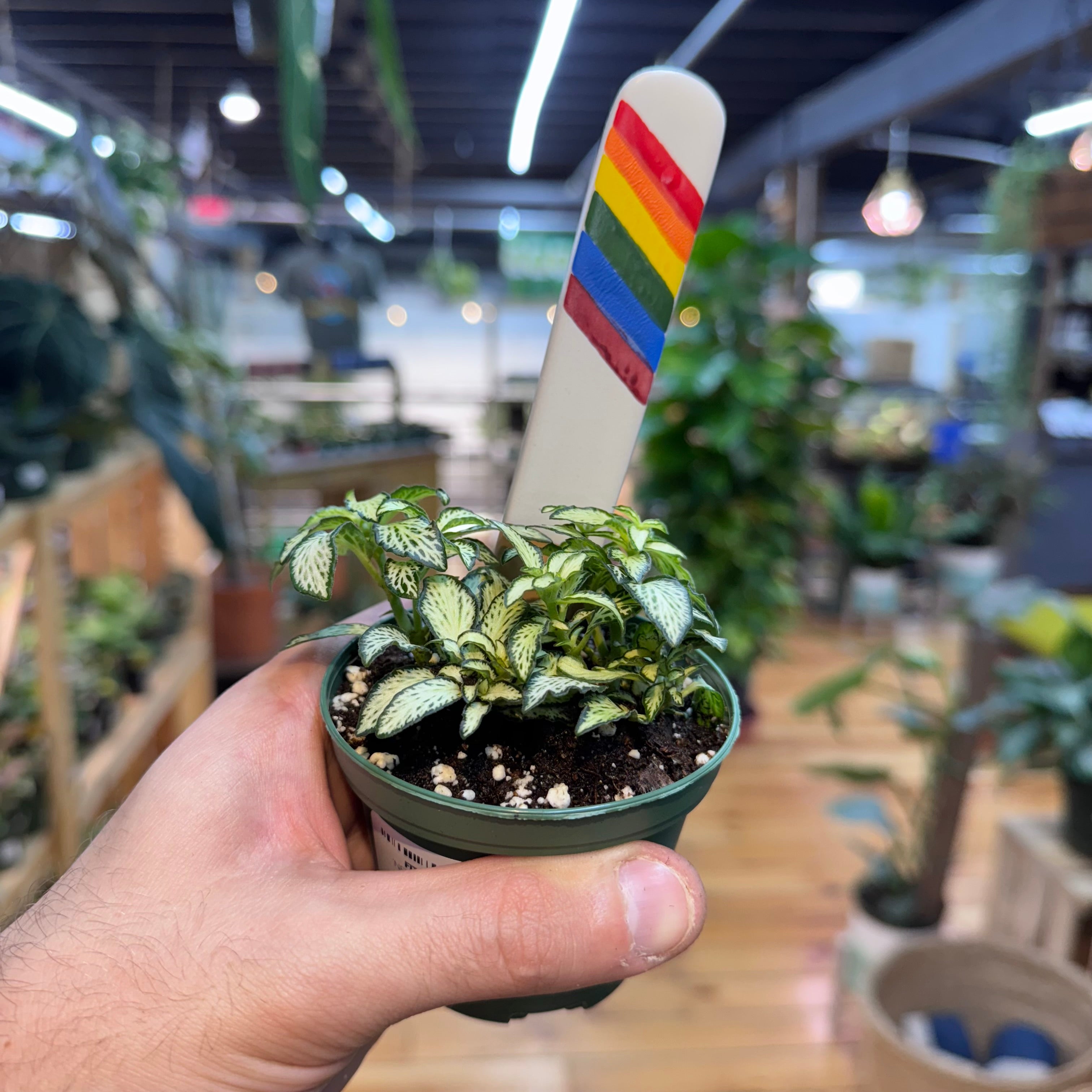 Fittonia &