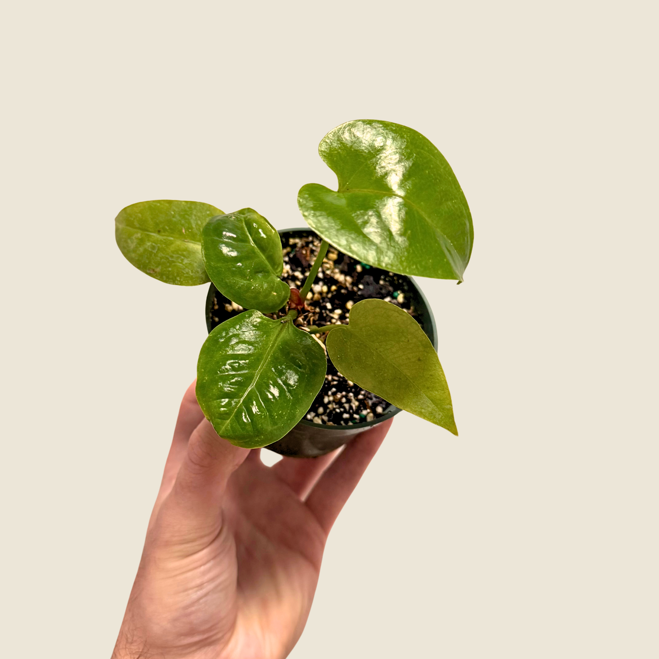 Anthurium Billfolius Rex