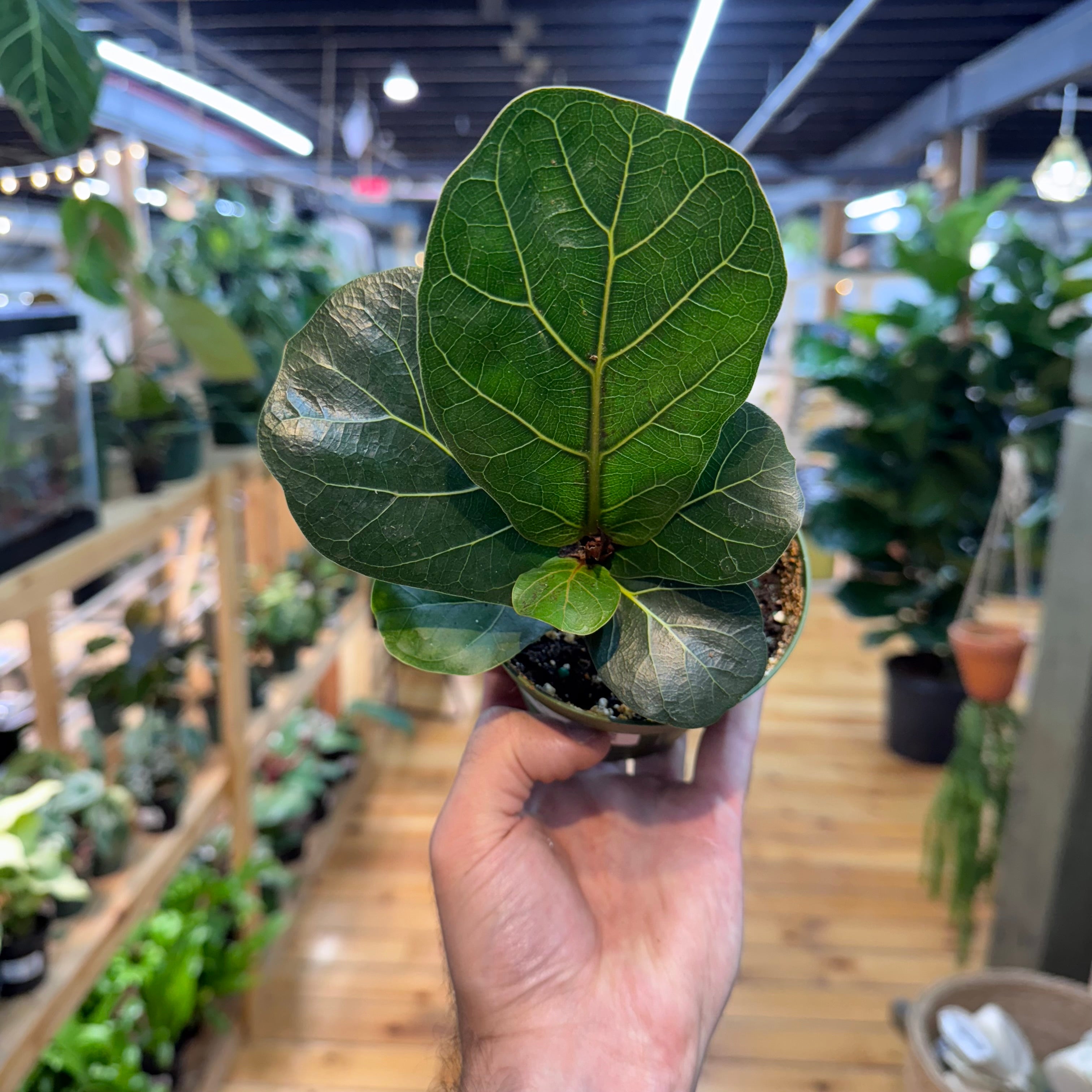 Ficus Bambino