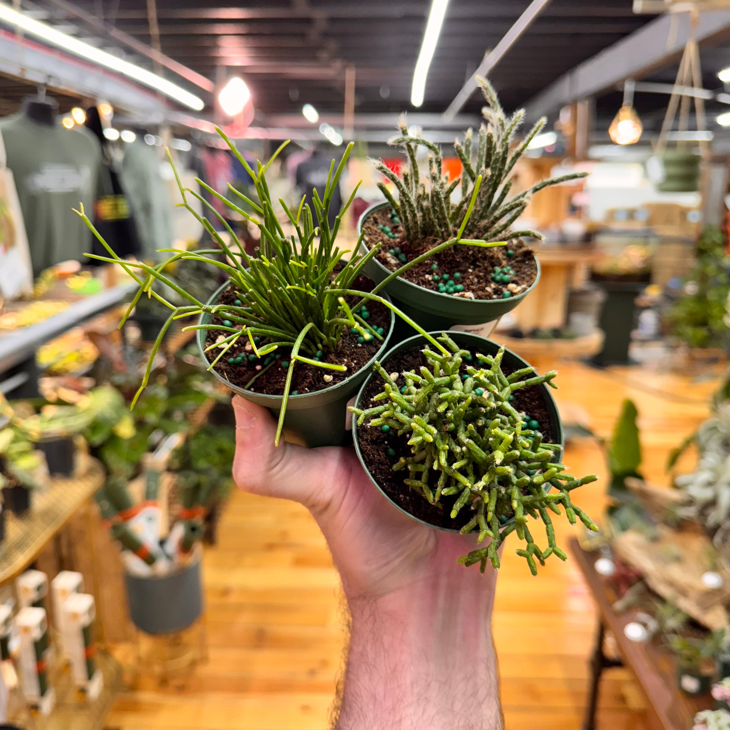 Rhipsalis Assorted