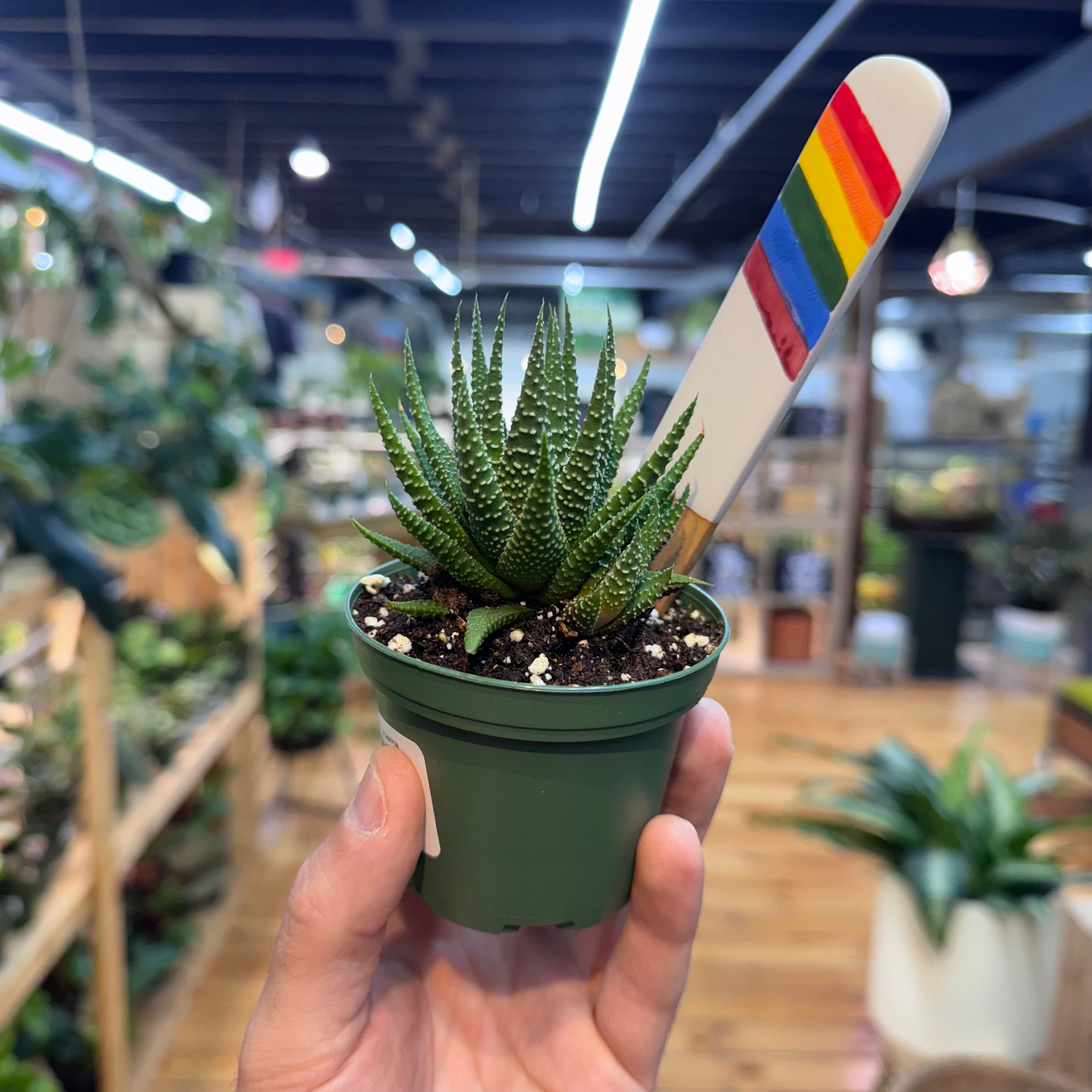 Haworthia Zebra Succulent