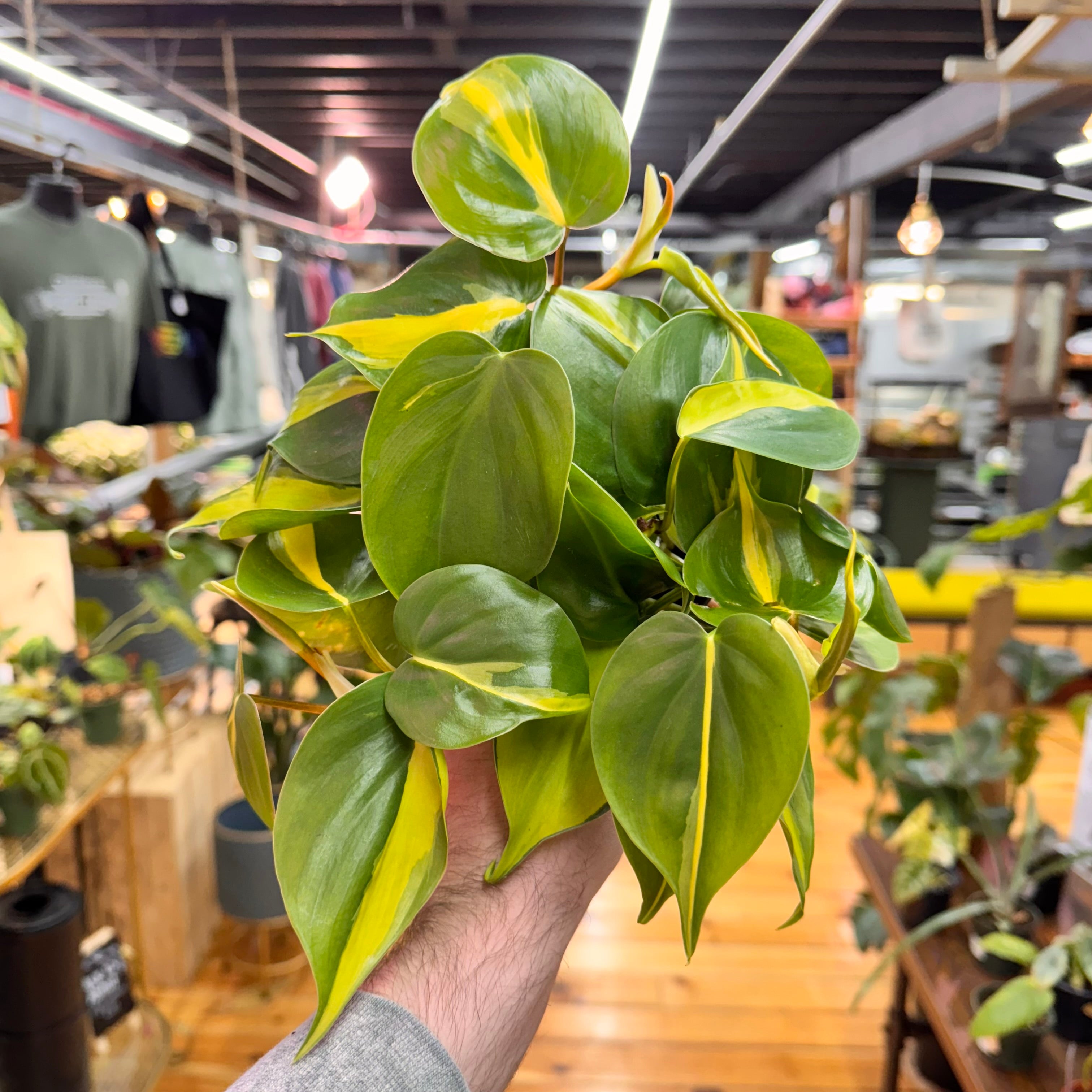 Philodendron Brasil