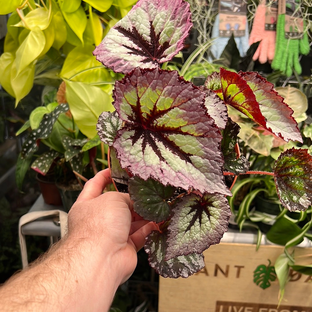 Begonia Harmony&