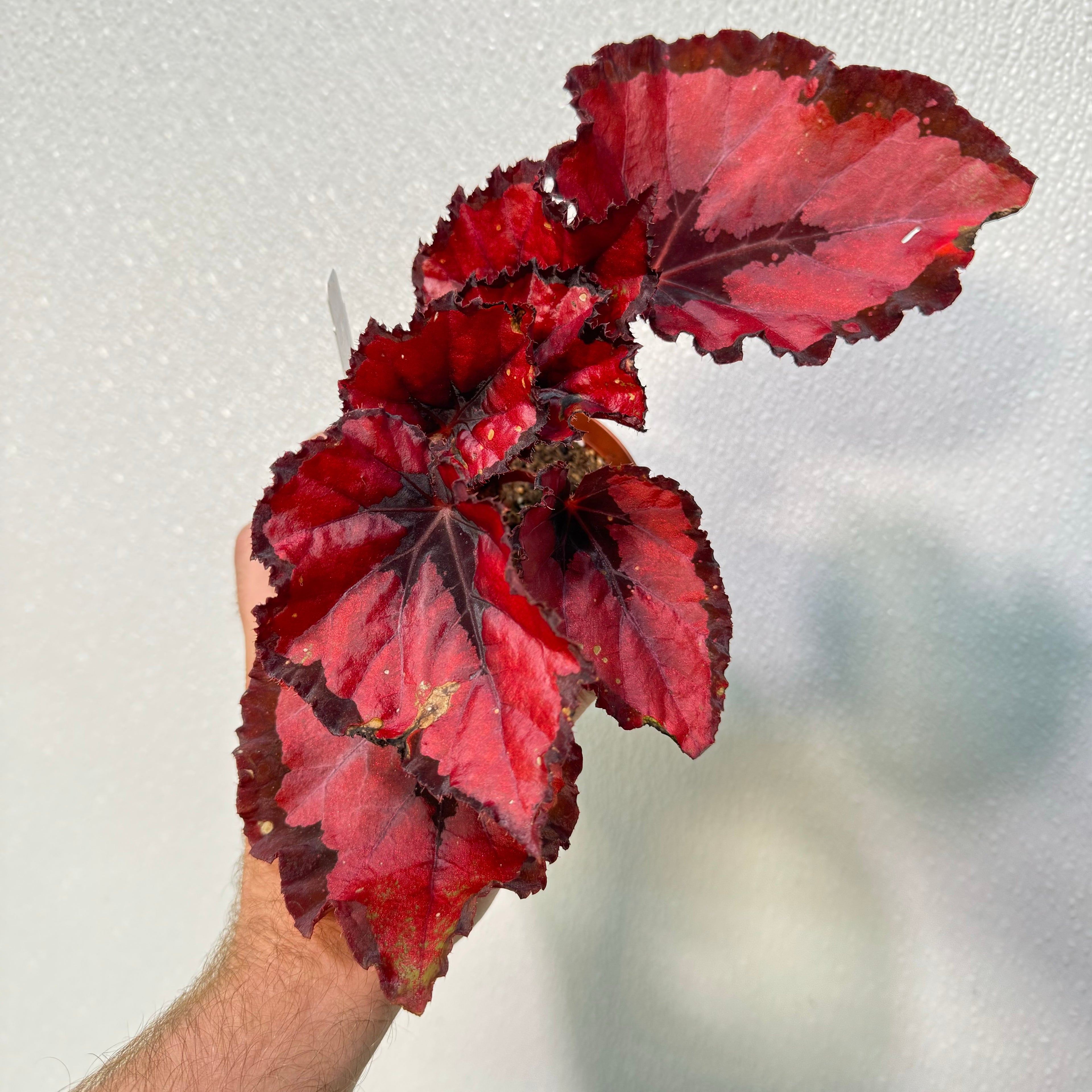Begonia Red Robins