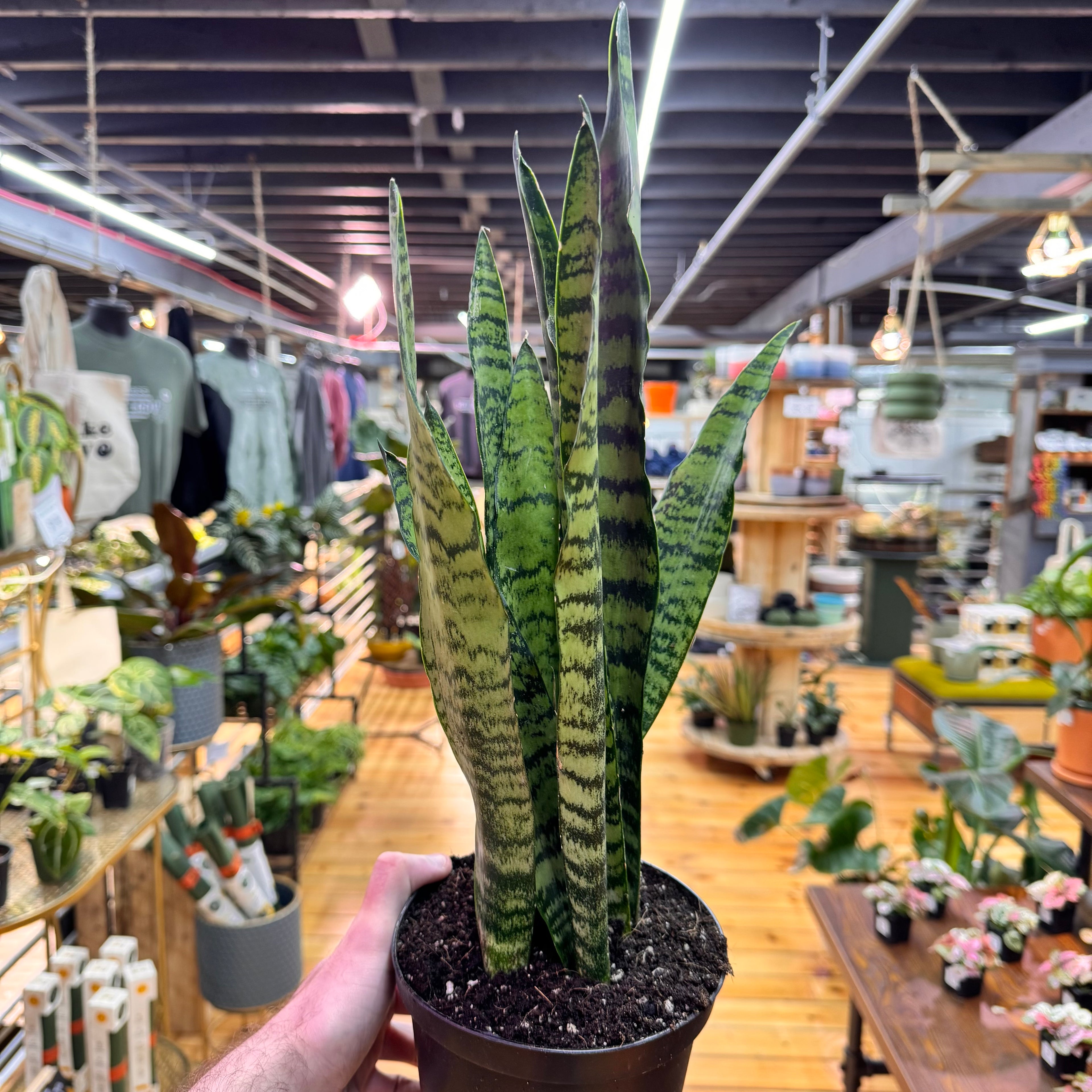 Sansevieria Zeylanica