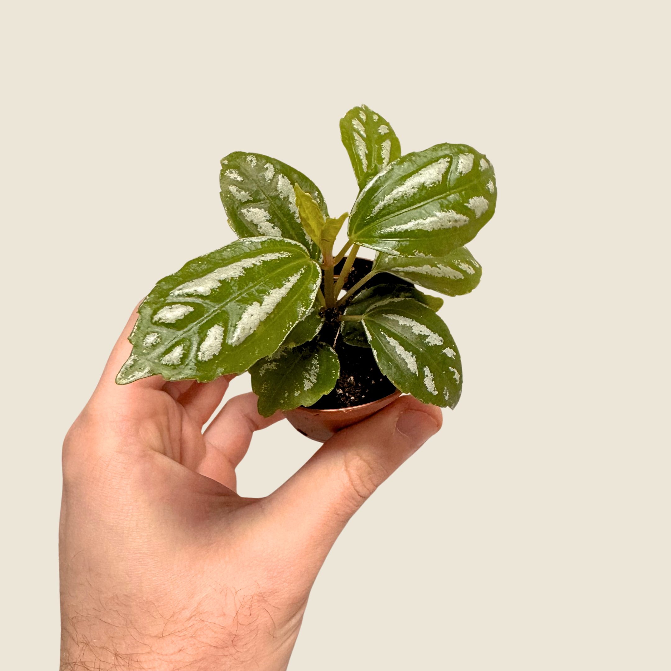 Pilea Aluminum