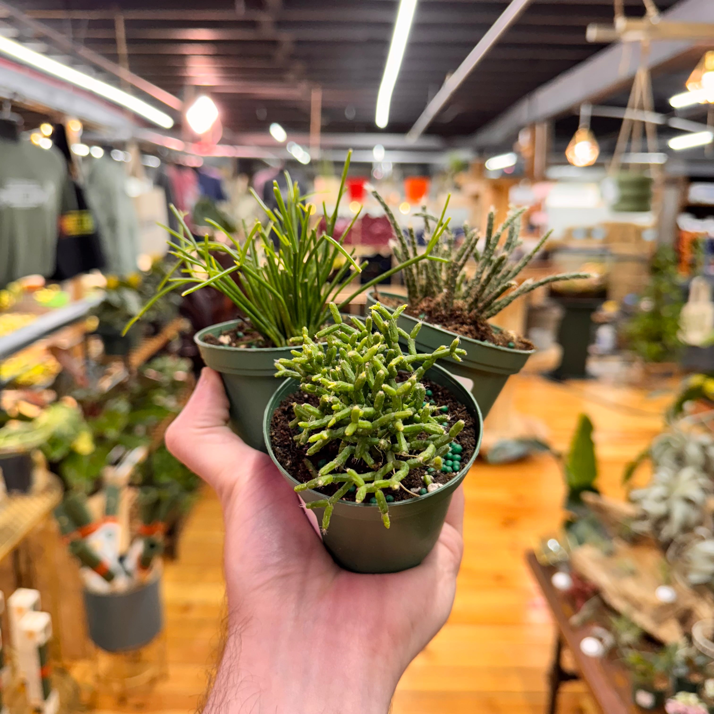 Rhipsalis Assorted