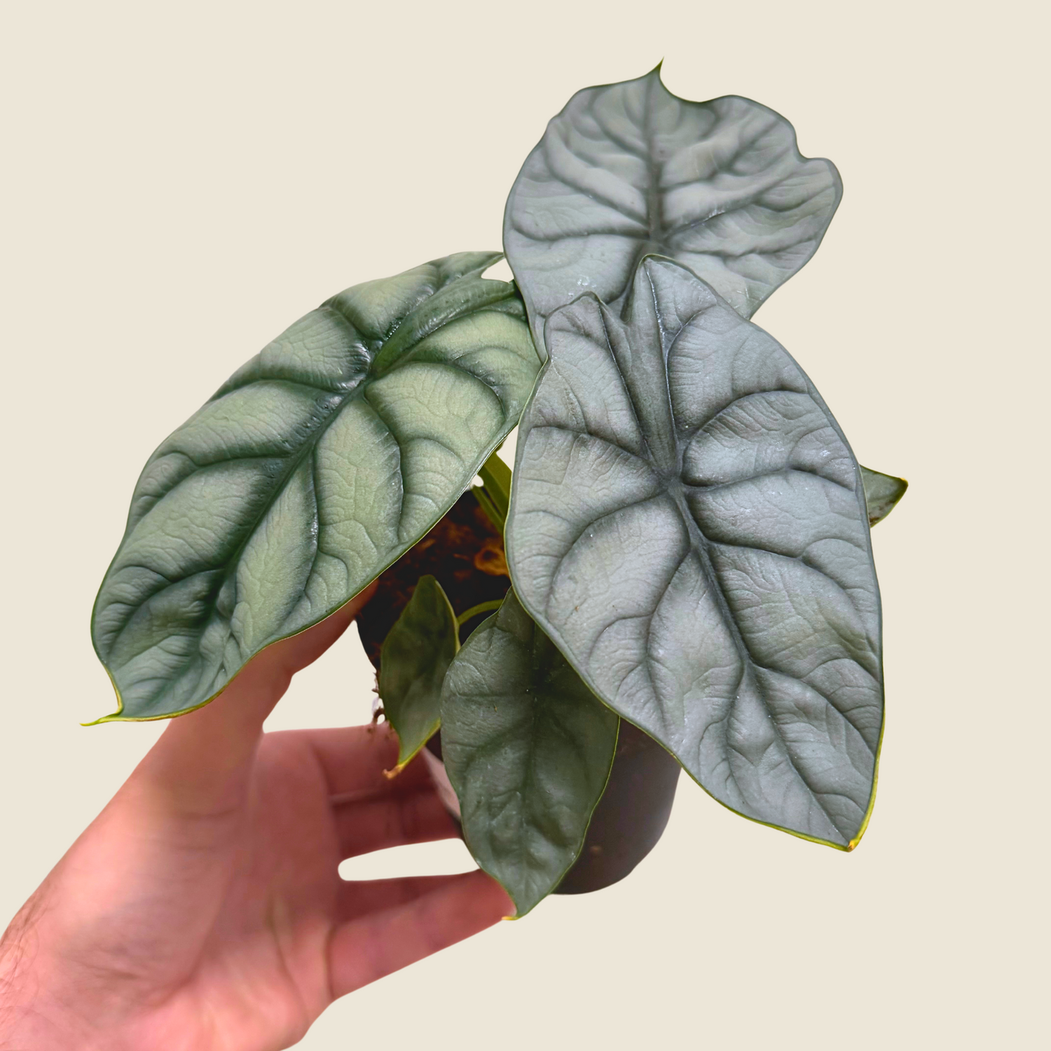 4" Alocasia Baginda &