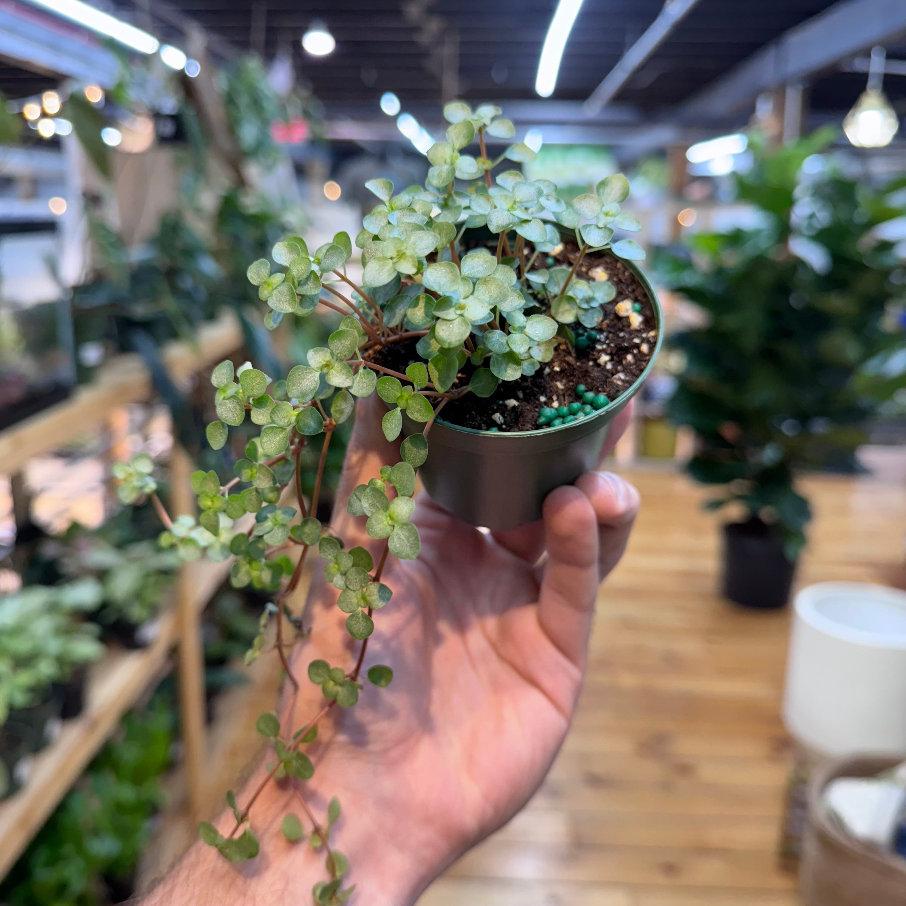 Hand holding a small potted plant in a store setting with blurred background