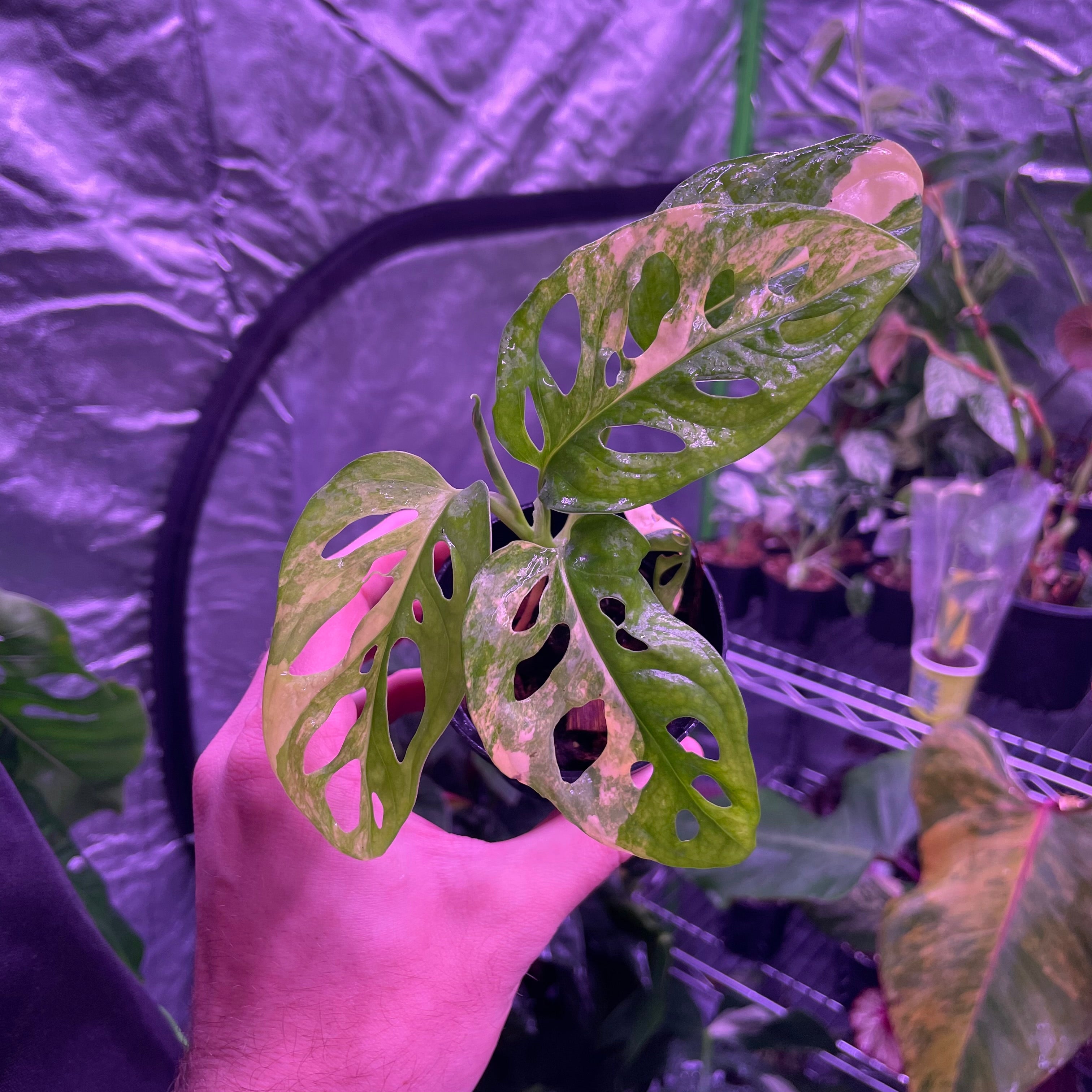 Monstera Adansonii Aurea