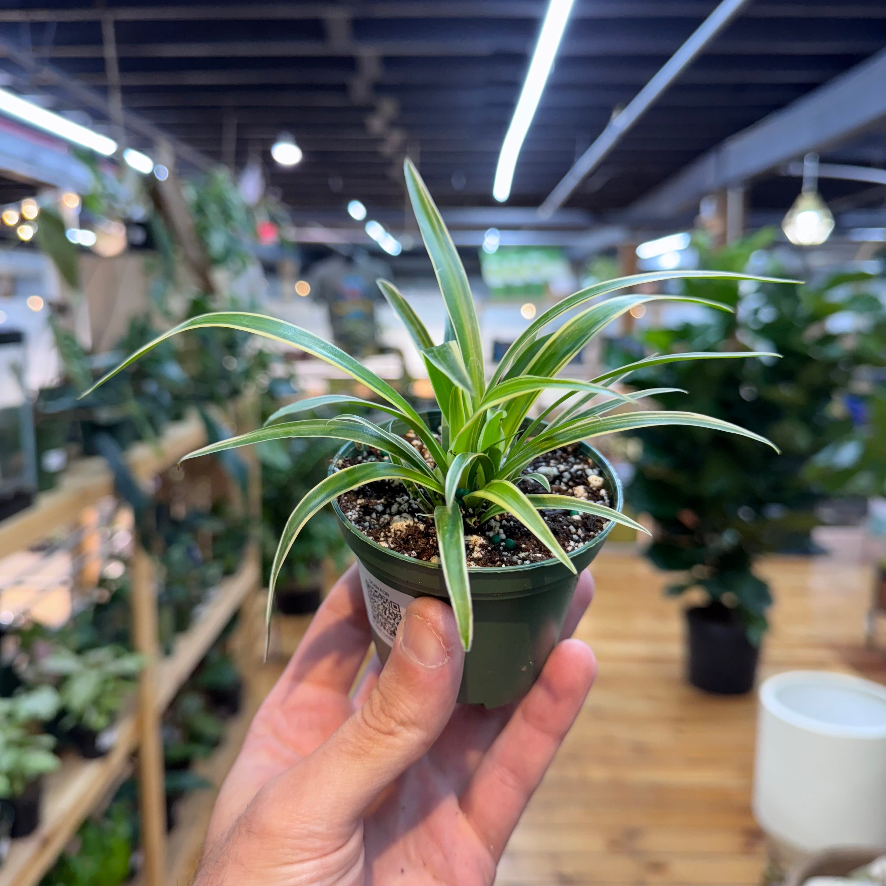 Hand holding a small potted plant in a store setting