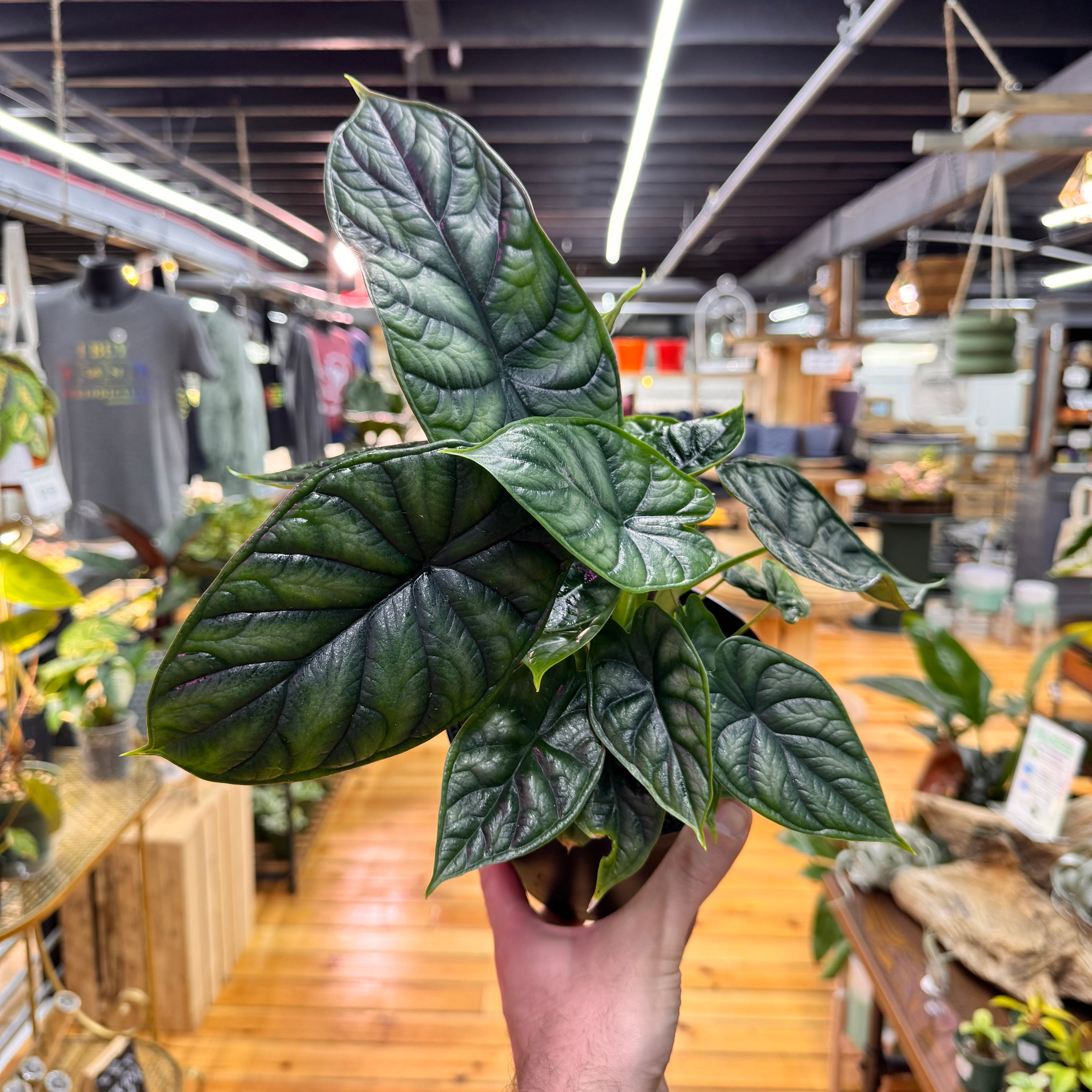 Alocasia Dragon Scale