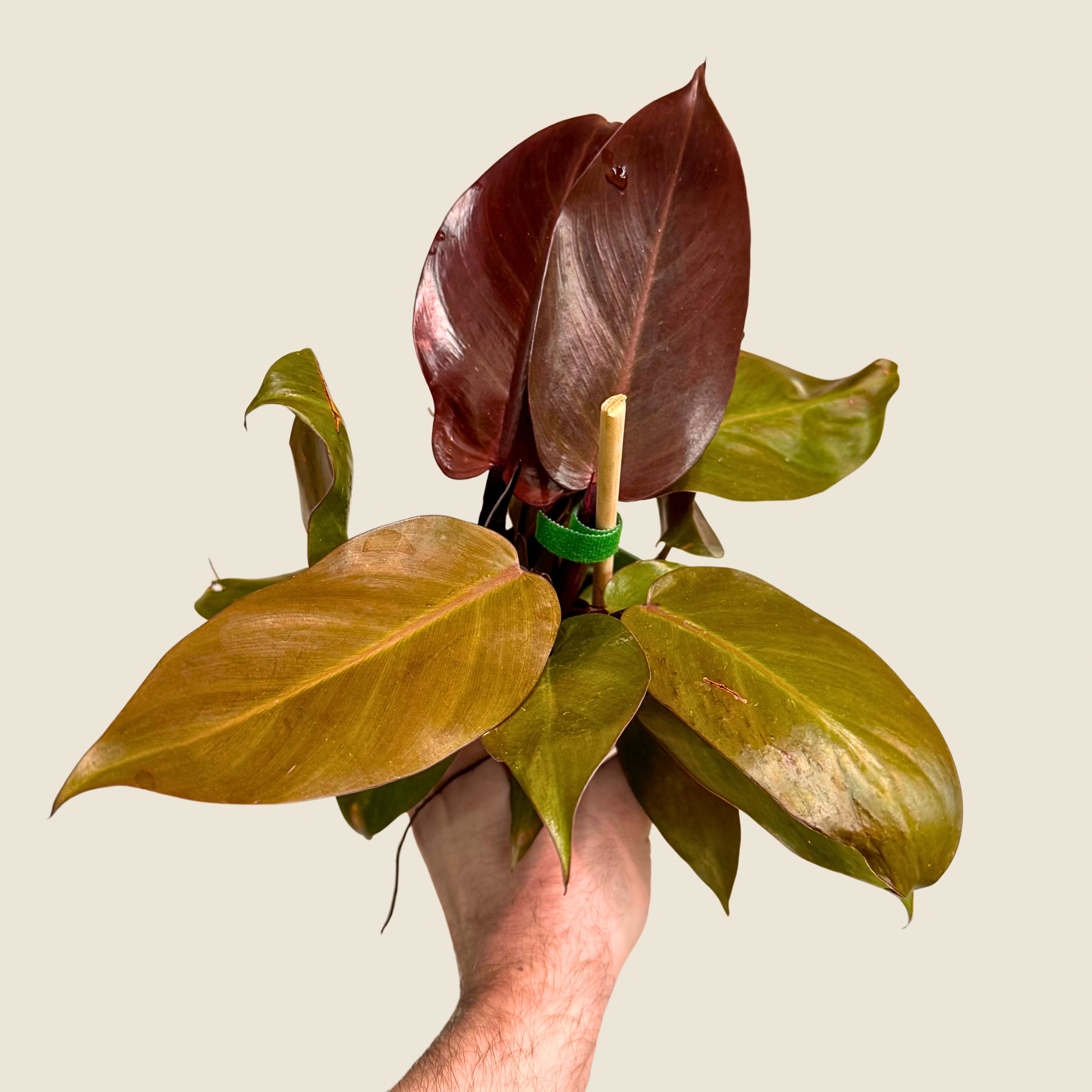 Philodendron McColley&