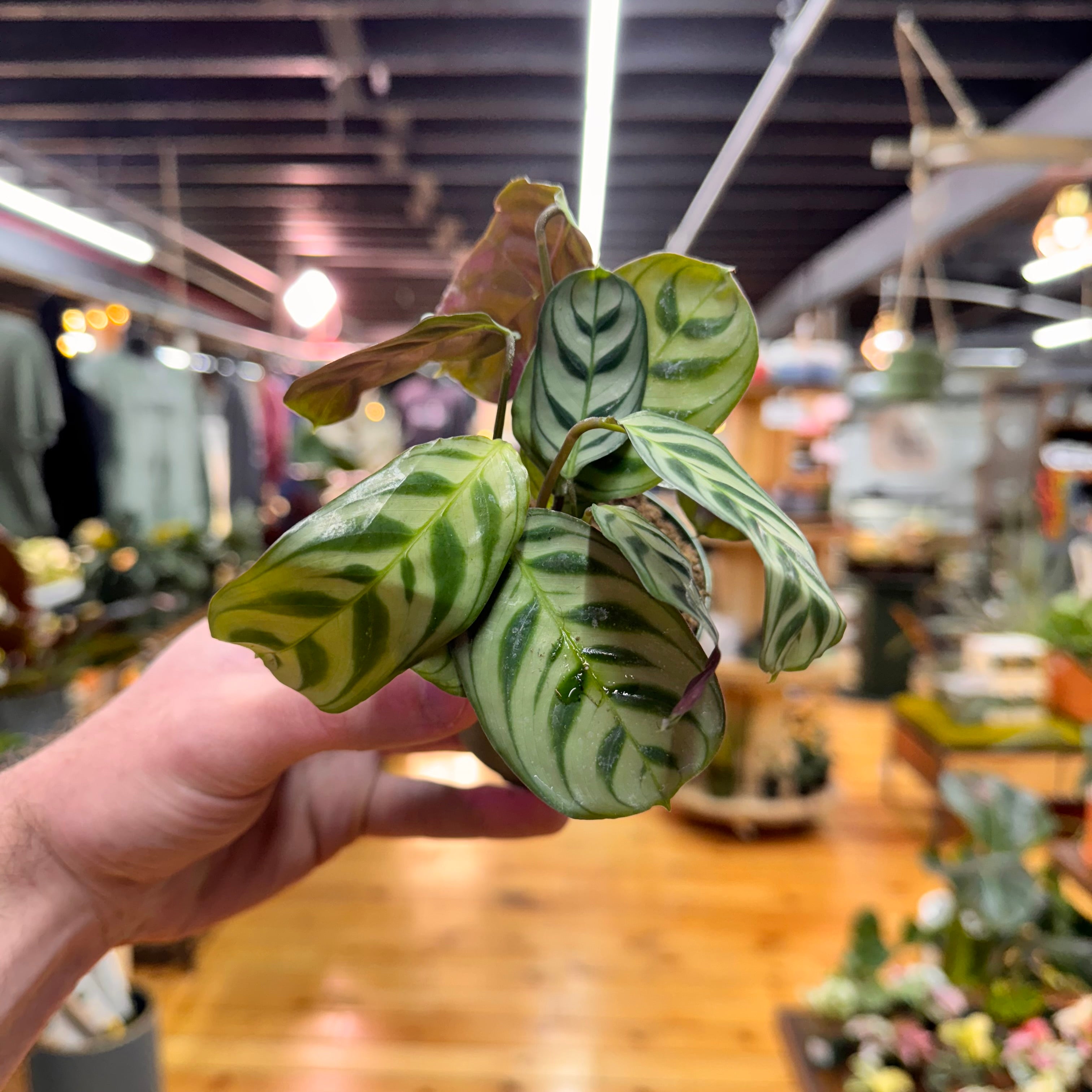 Ctenanthe Burle-Marxii
