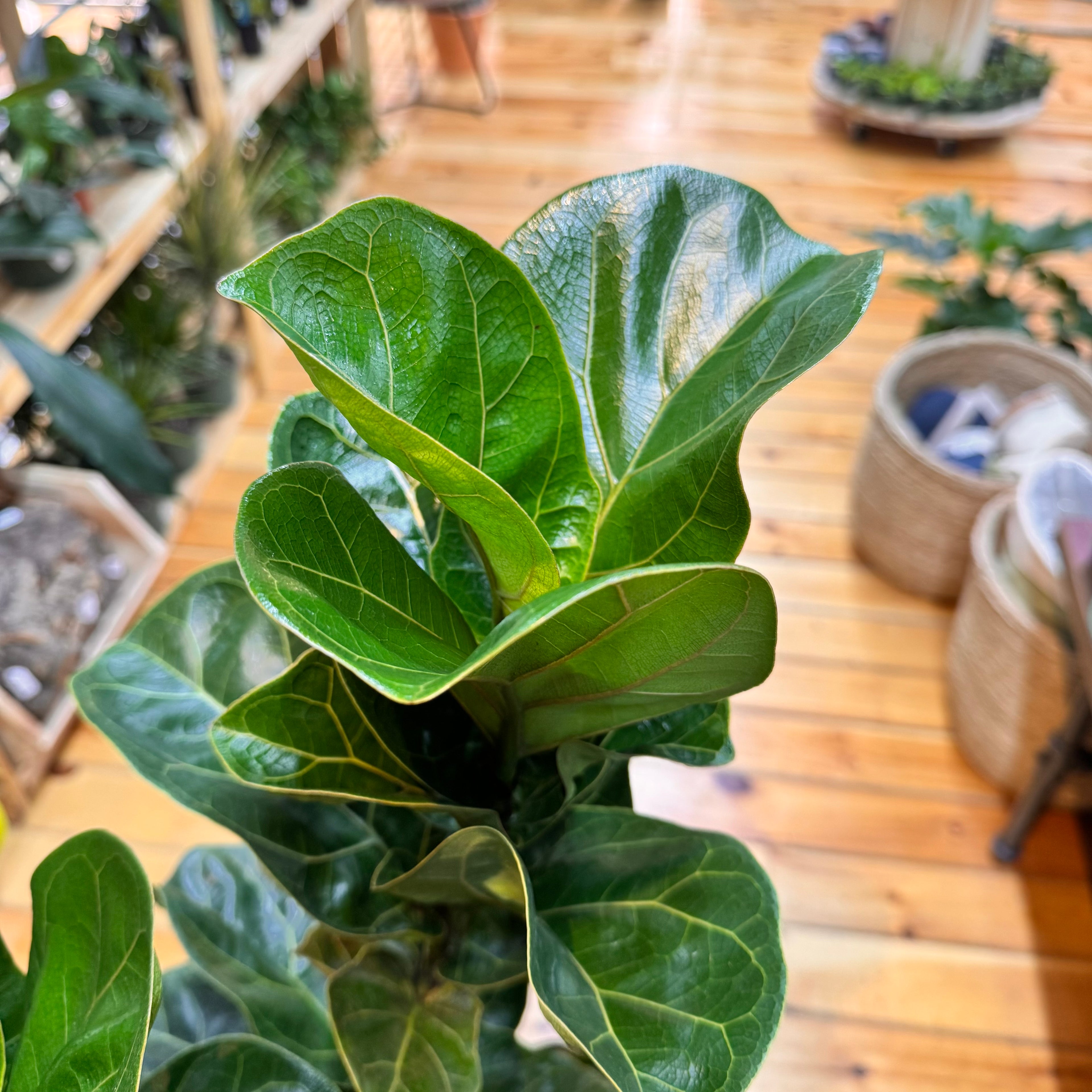 Ficus Bambino