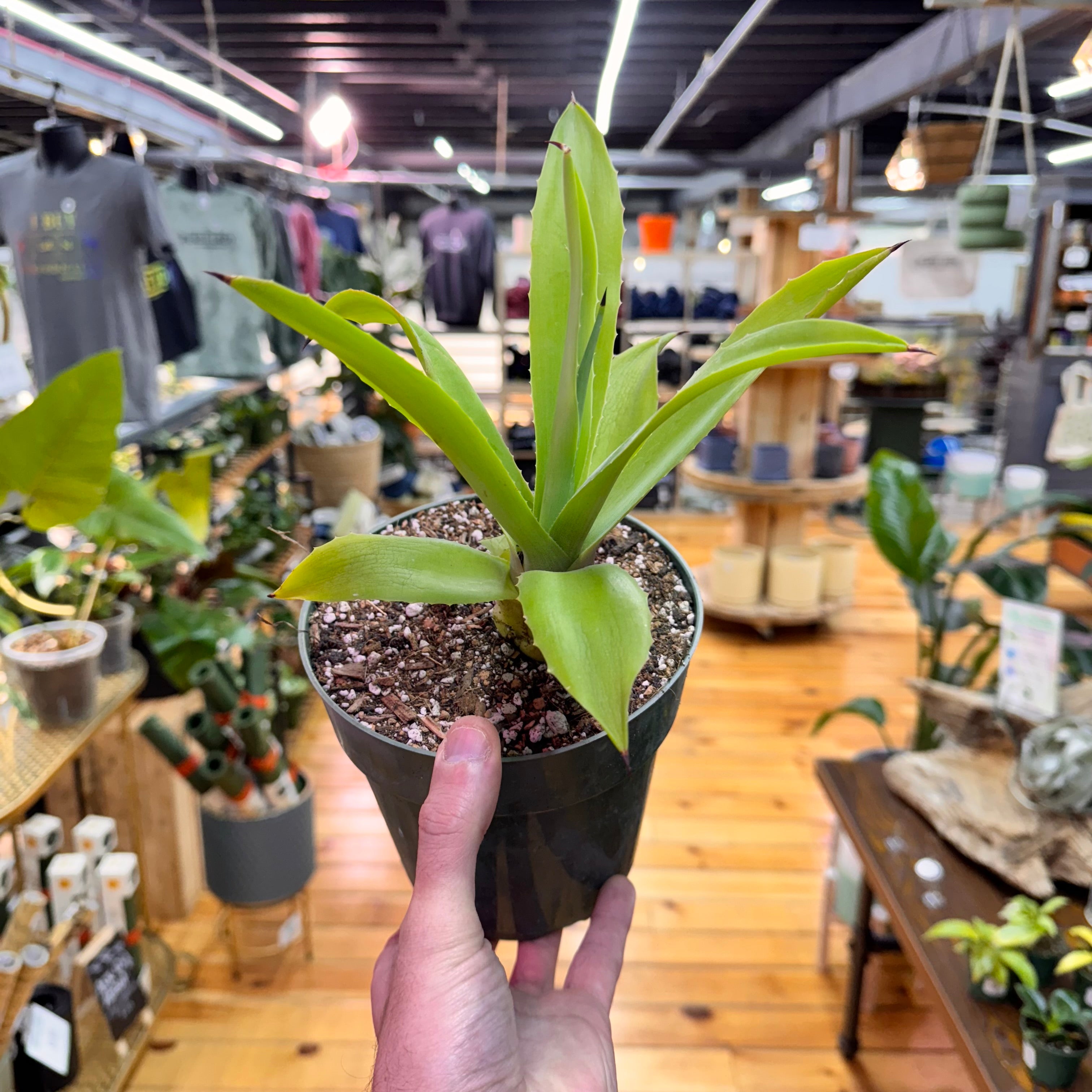 Agave Fox Tail Live Plant in Nursery Pot