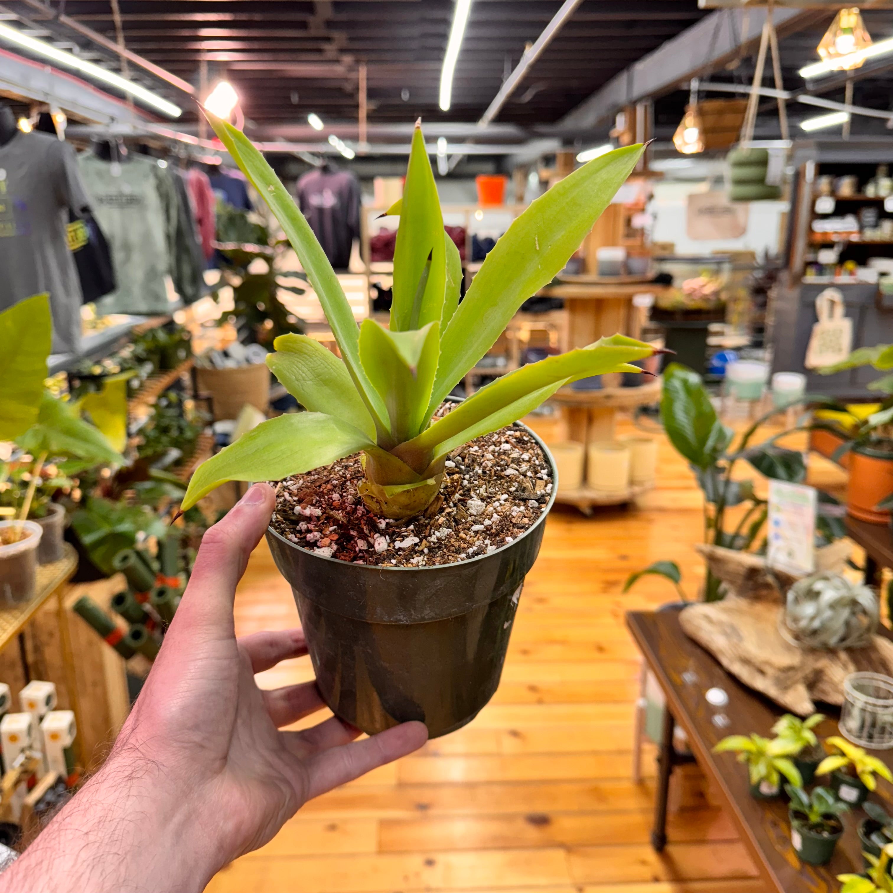Agave Fox Tail Live Plant in Nursery Pot