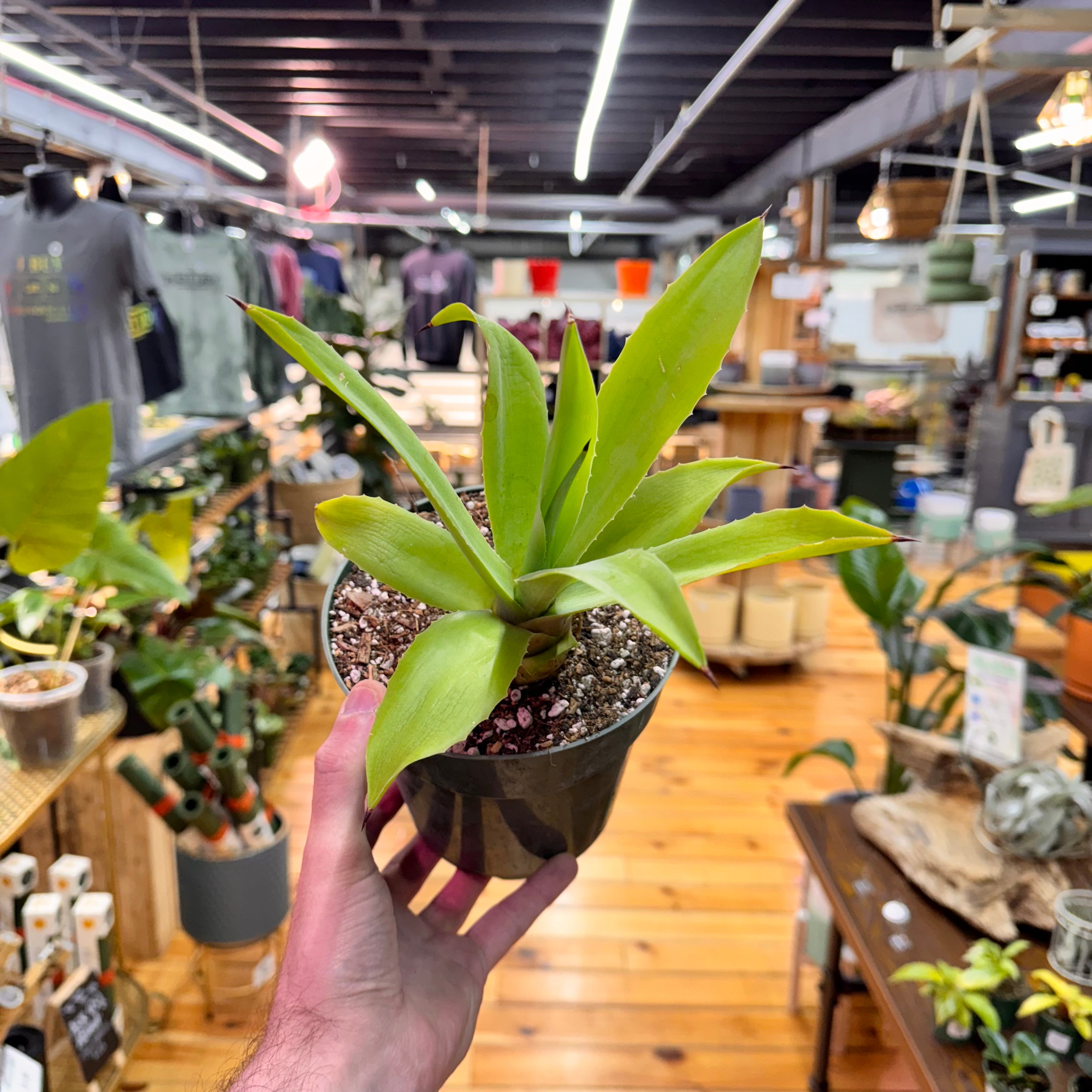 Agave Fox Tail Live Plant in Nursery Pot