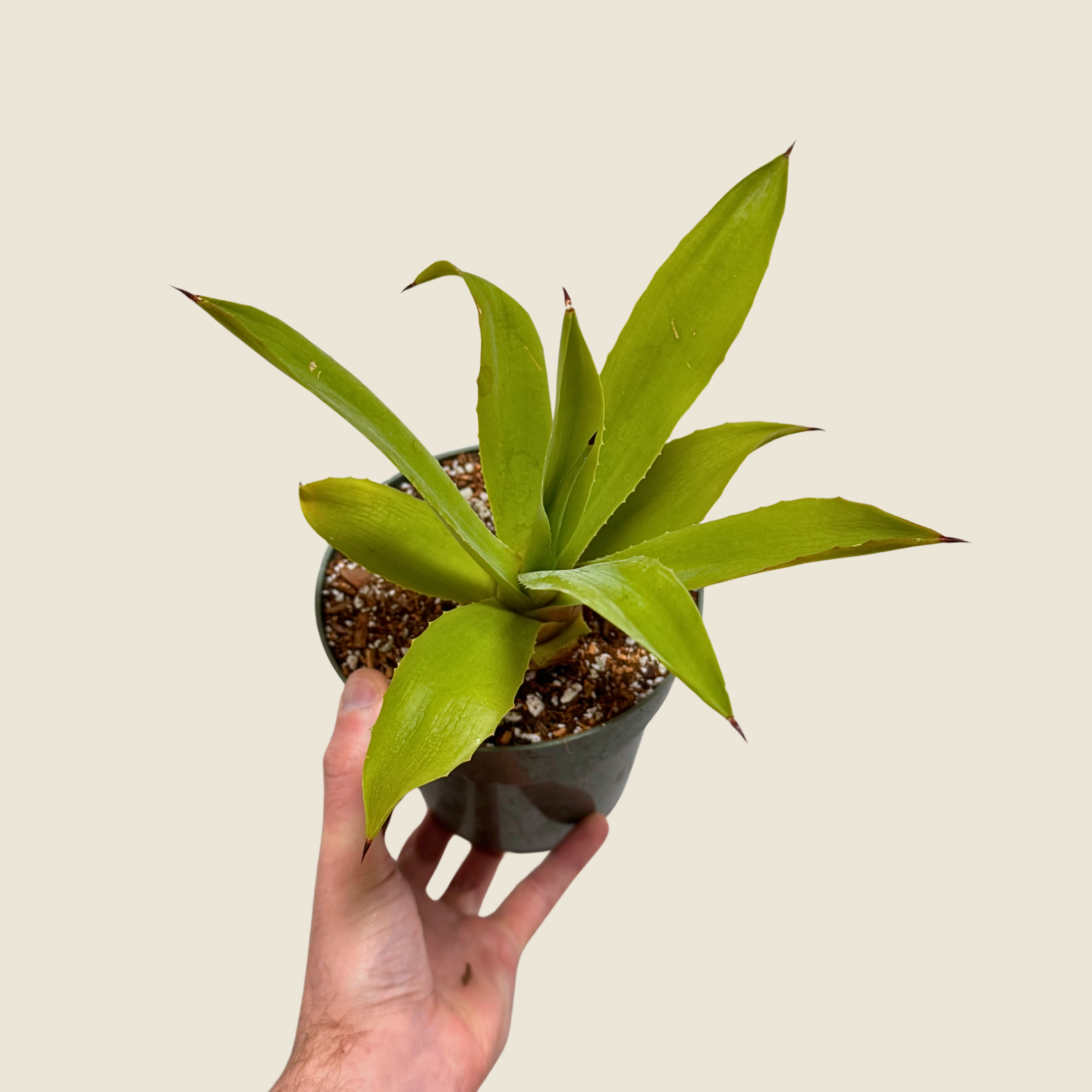 Agave Fox Tail Live Plant in Nursery Pot