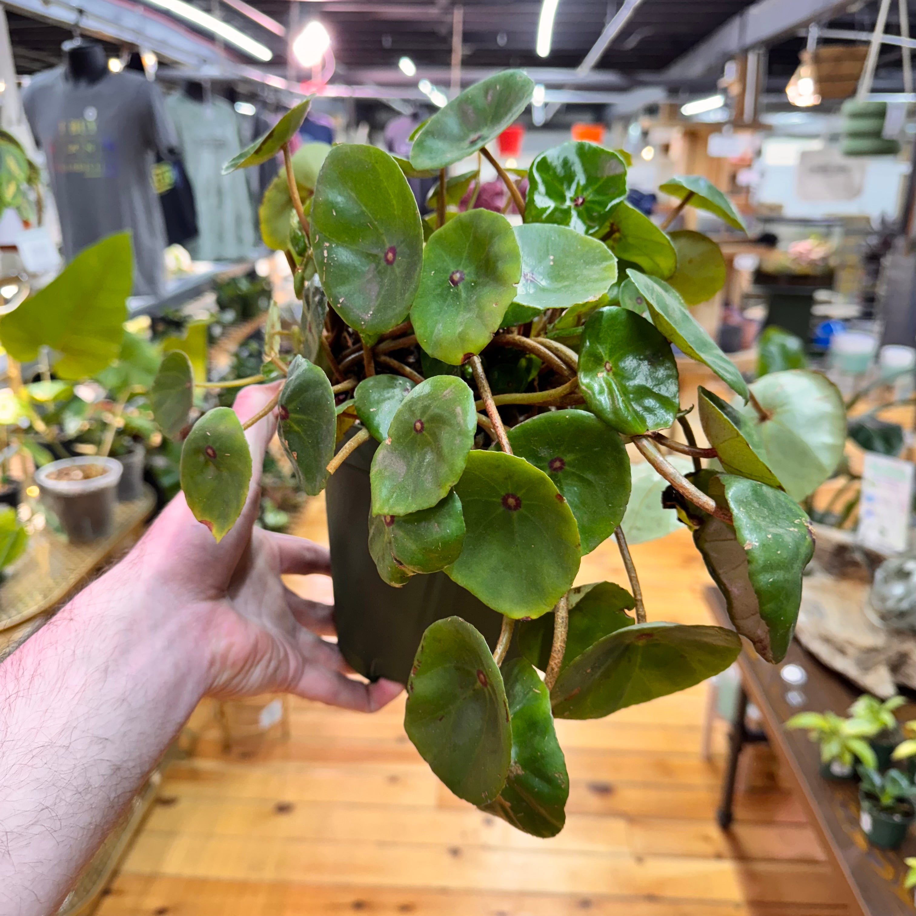 Begonia Conchifolia Plant in Nursery Pot