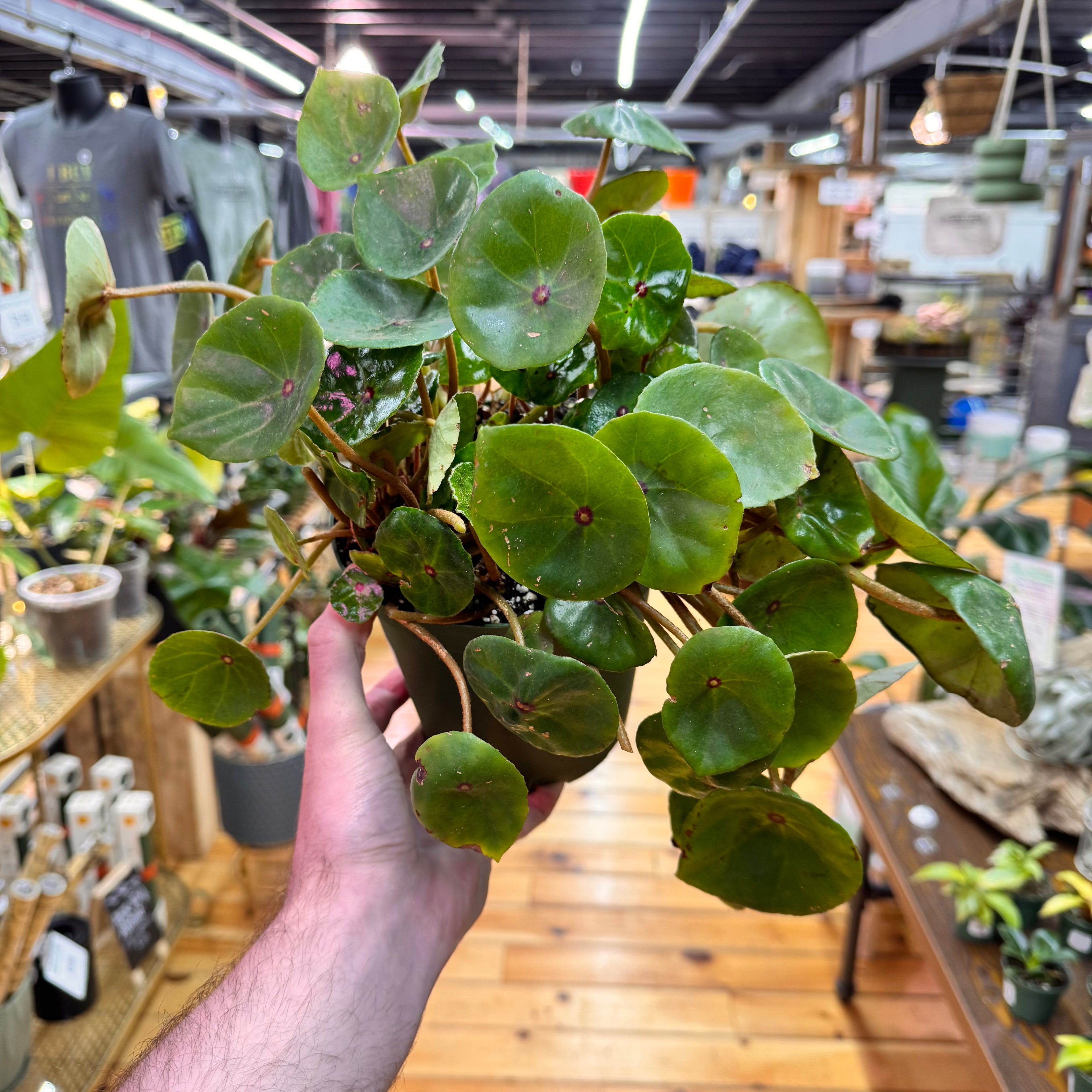 Begonia Conchifolia Live Plant in Nursery Pot