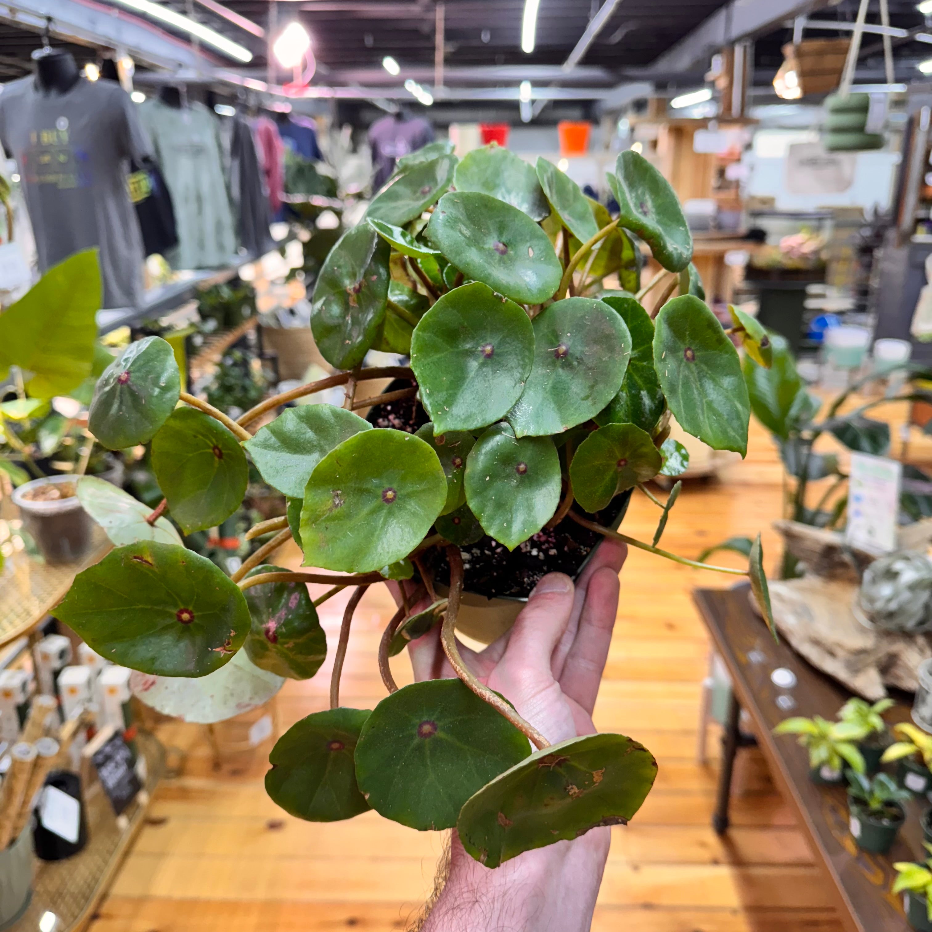 Begonia Conchifolia Live Plant in Nursery Pot