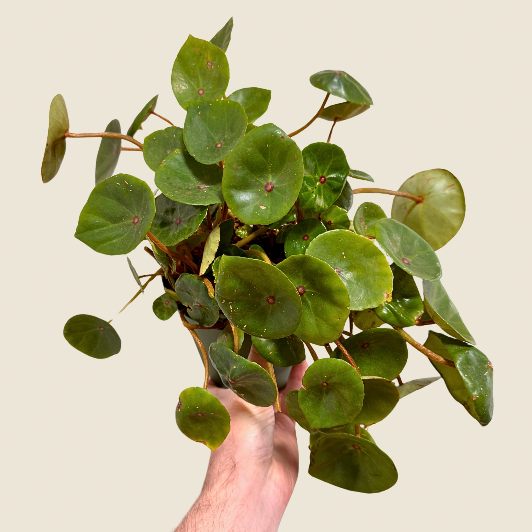 Begonia Conchifolia Live Plant in Nursery Pot